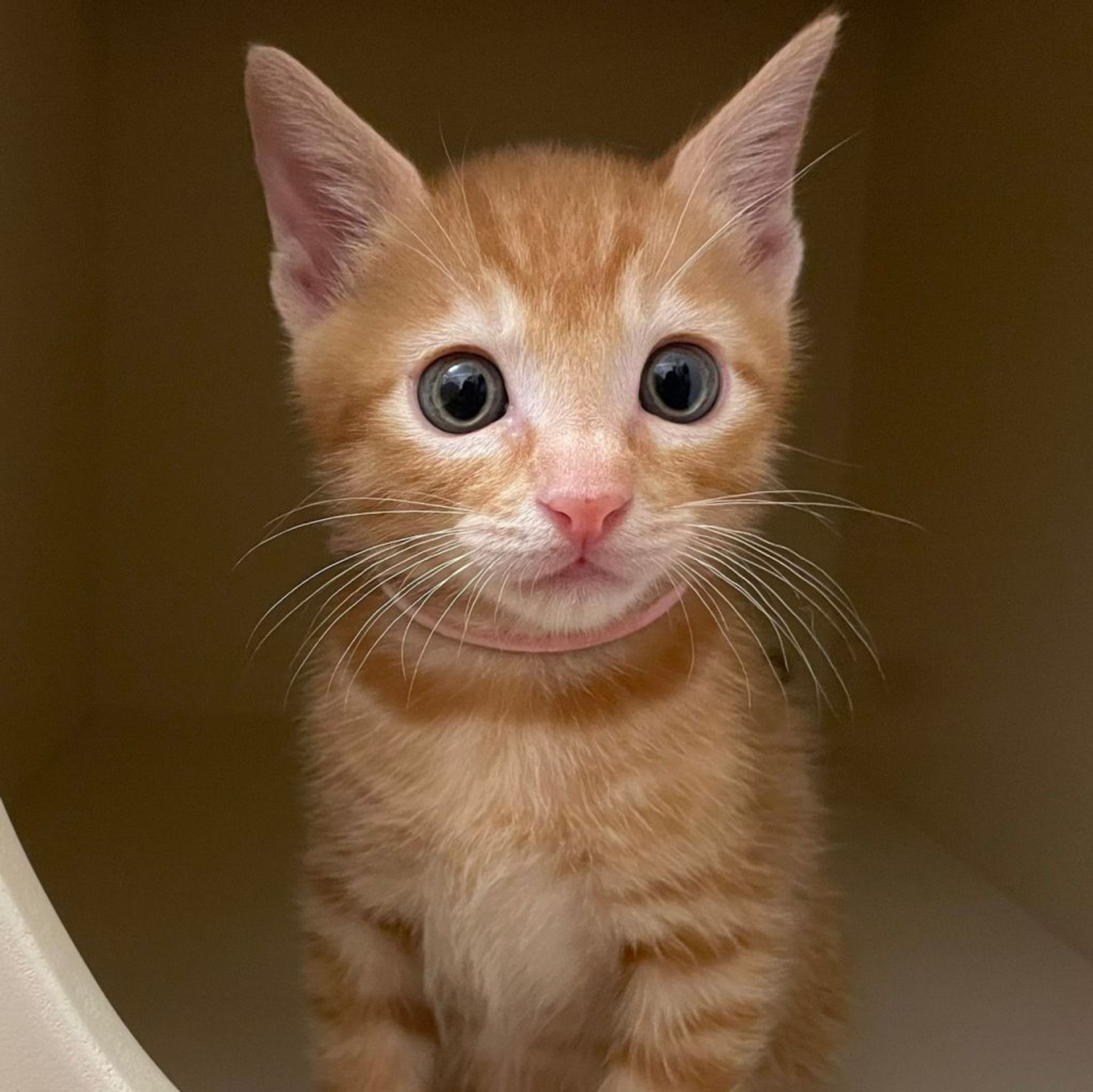 雑種（ミックス猫）・オスの里親募集の写真