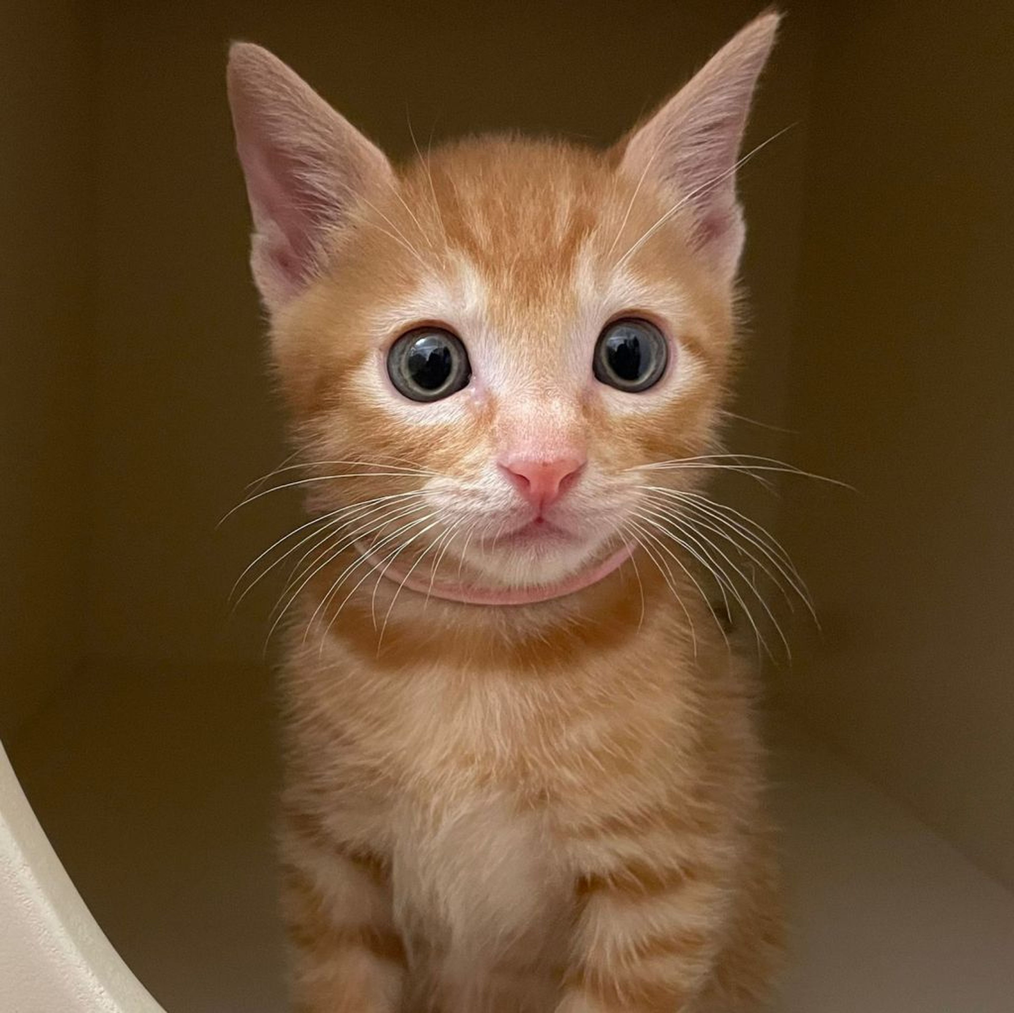 雑種（ミックス猫）・オスの里親募集の写真