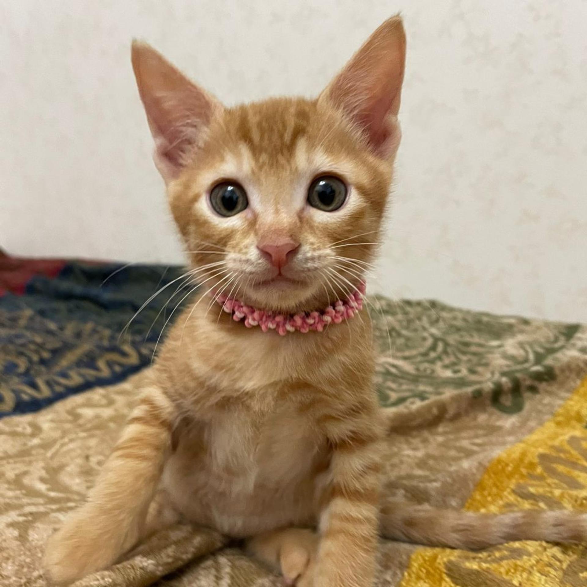 pet-image-3