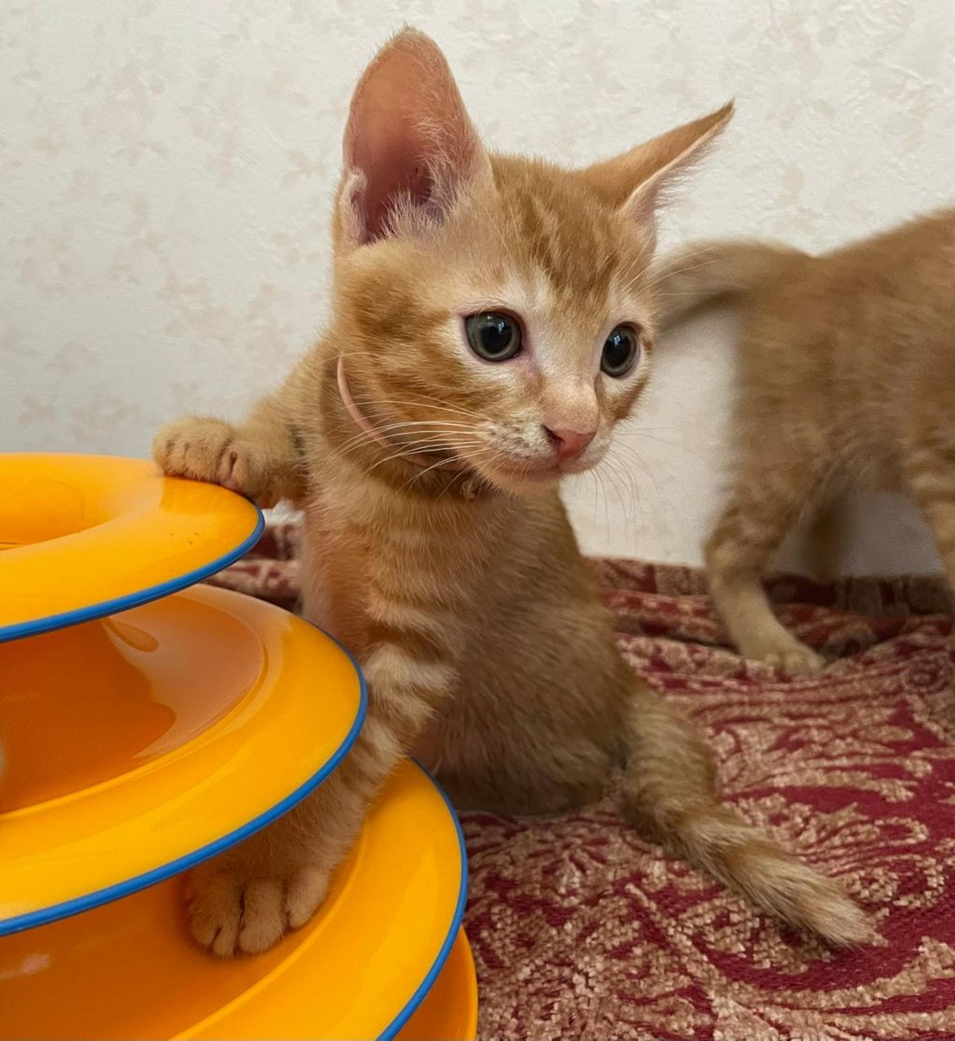 pet-image-5