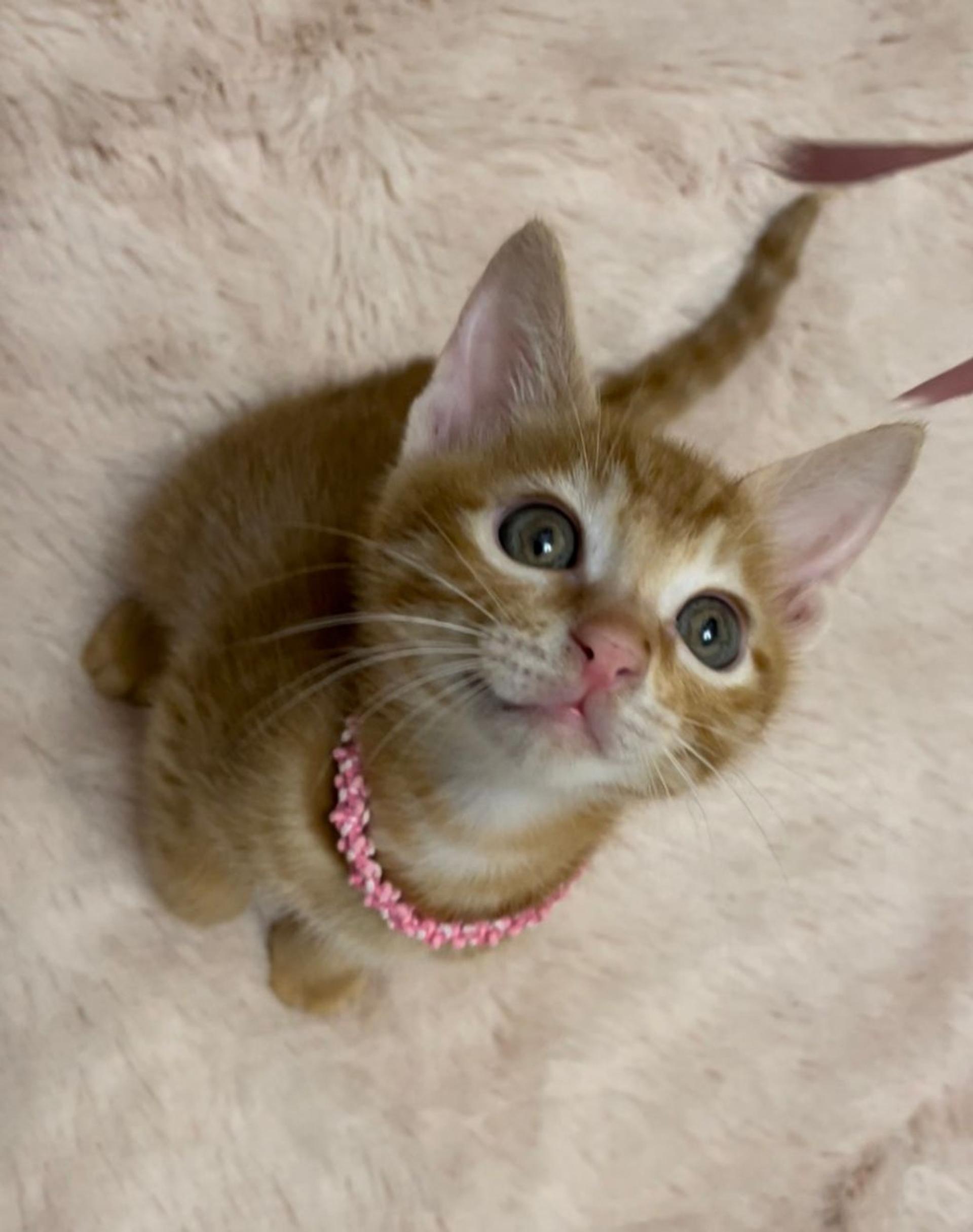 pet-image-7