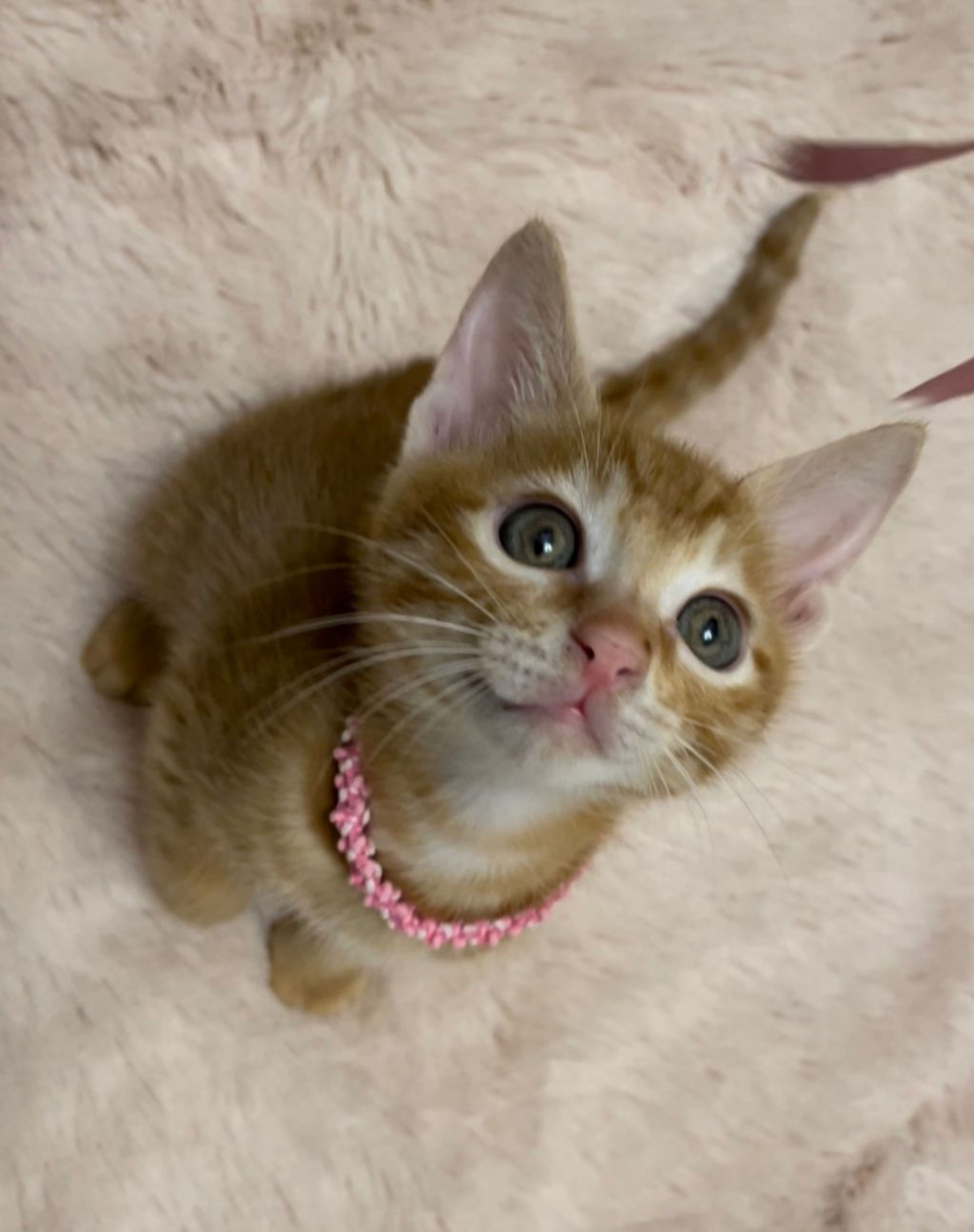 pet-image-7