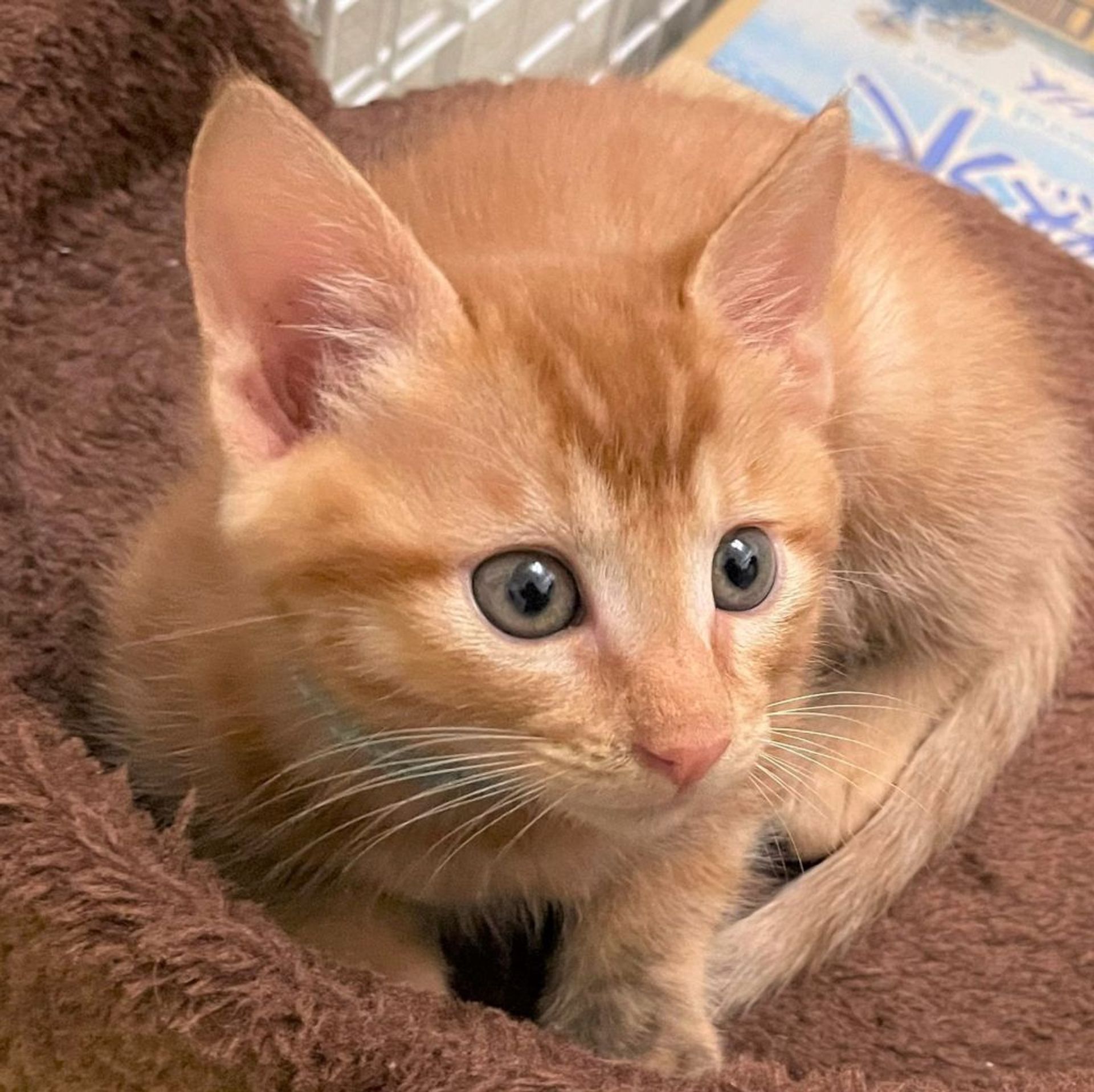 雑種（ミックス猫）・オスの里親募集の写真