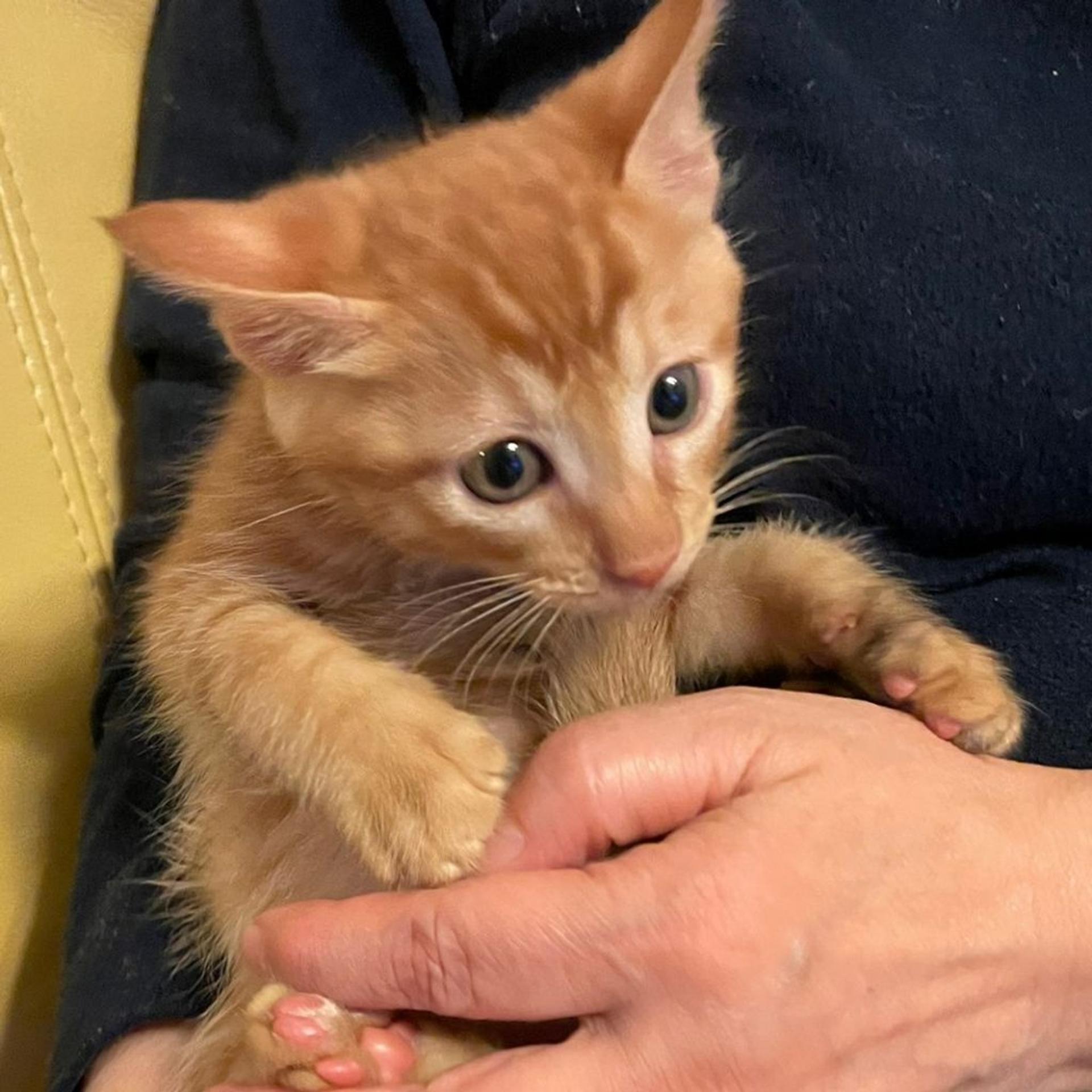 pet-image-2