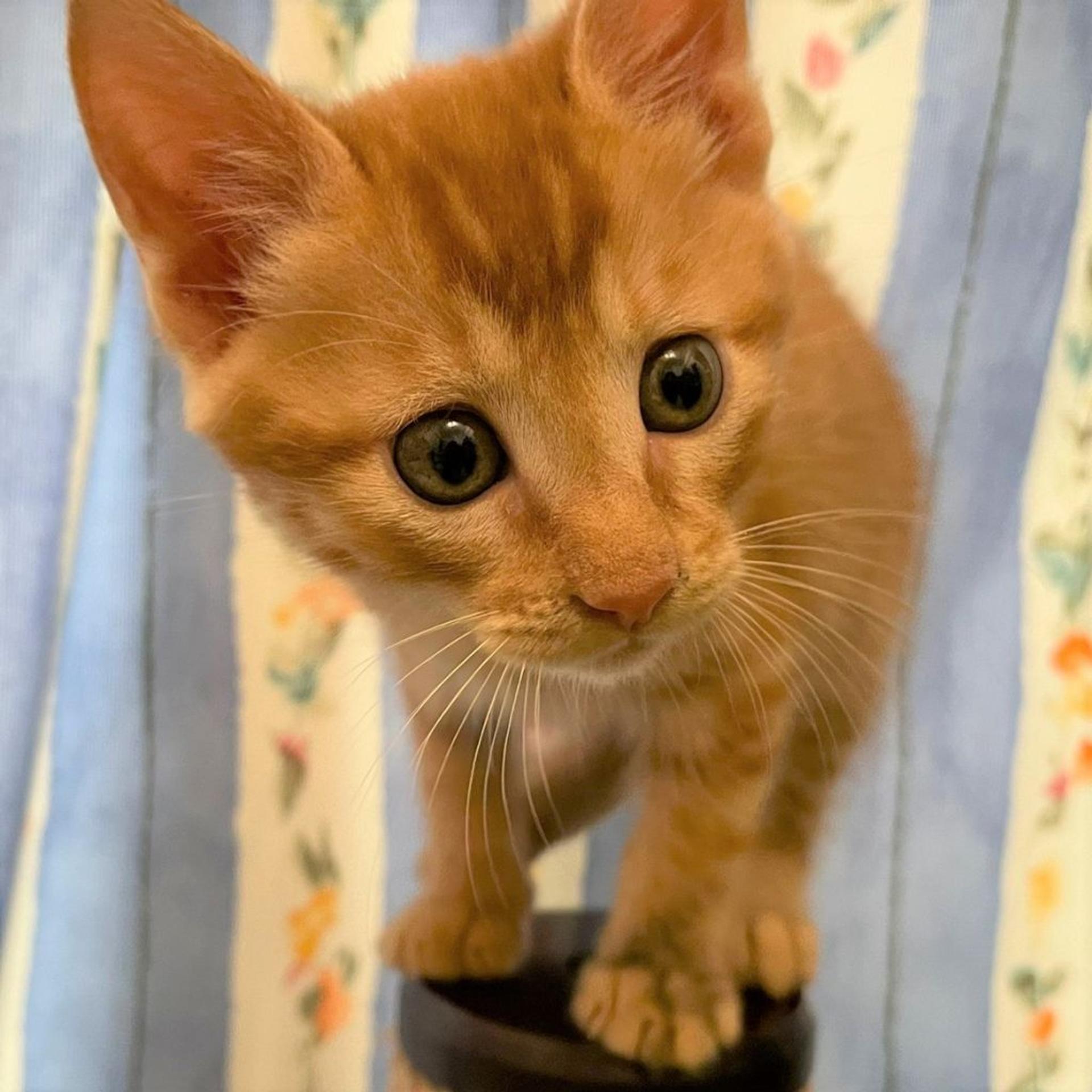 pet-image-3