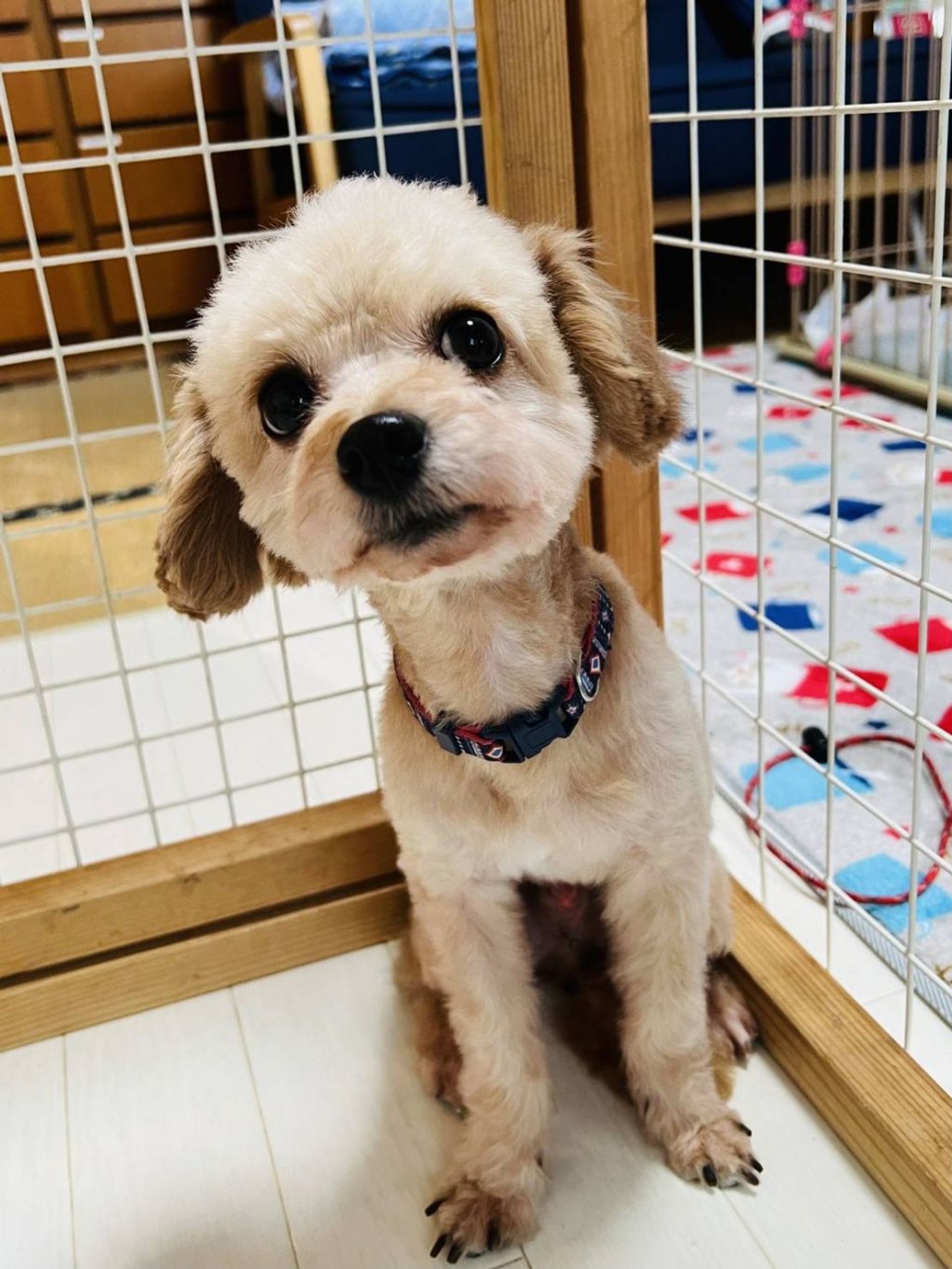 雑種（ミックス犬）・オスの里親募集の写真