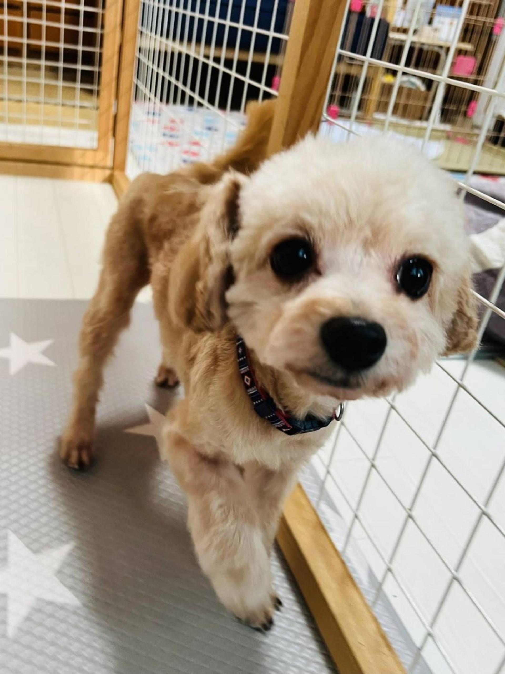 pet-image-3