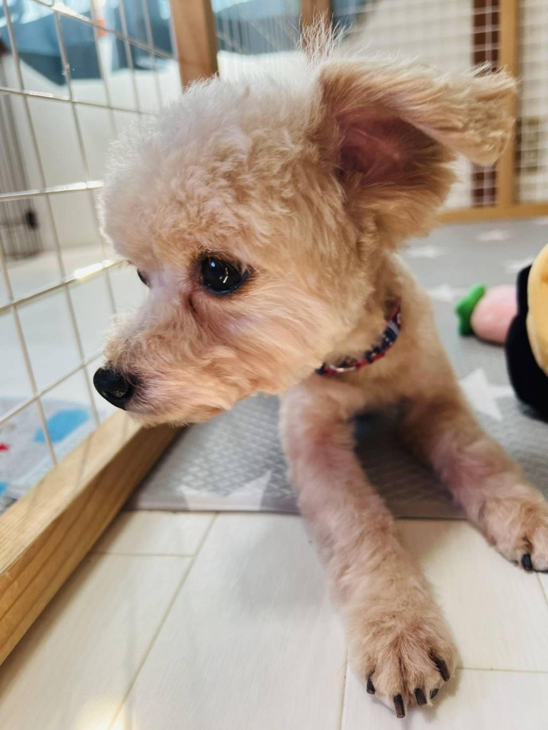 pet-image-5
