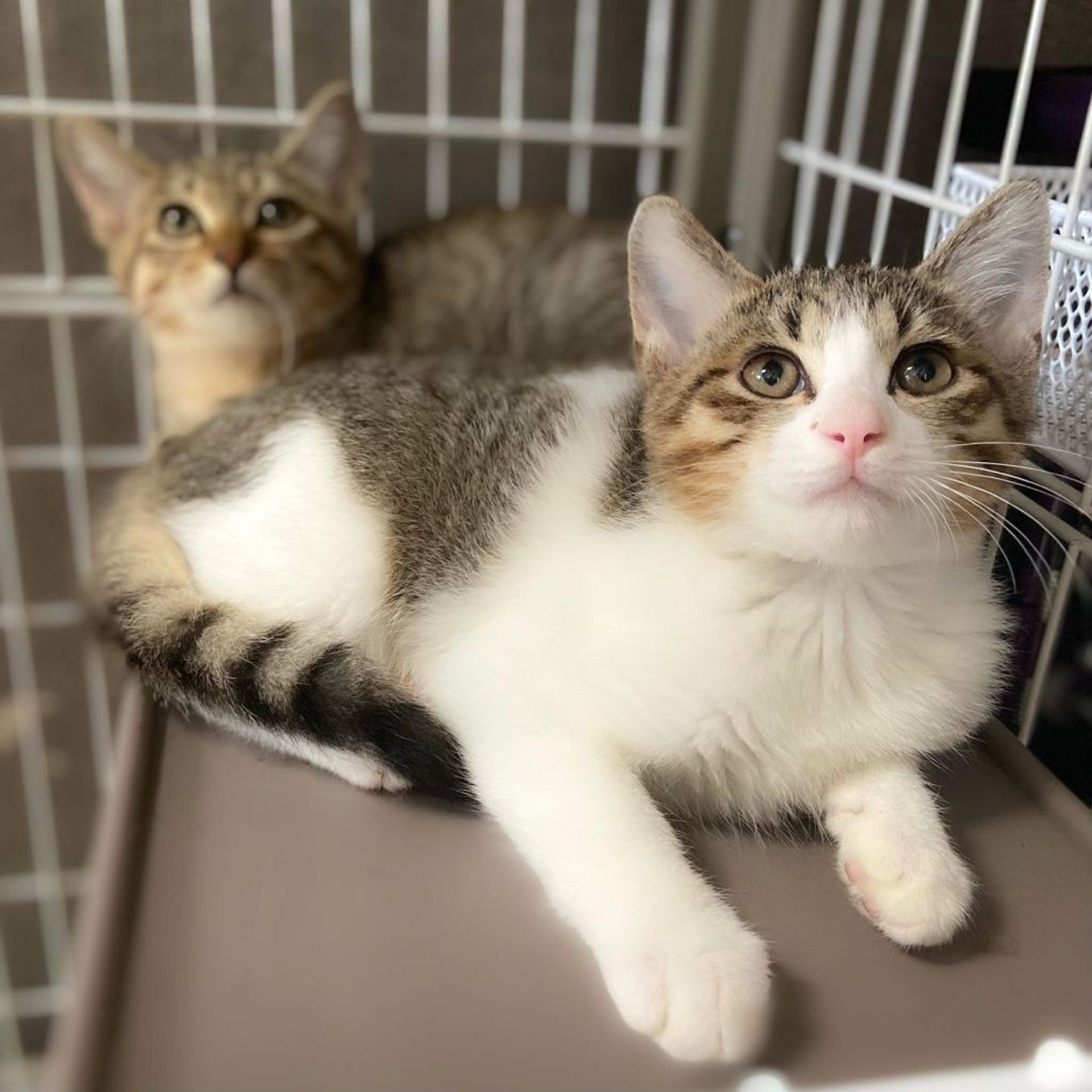 雑種（ミックス猫）・オスの里親募集の写真