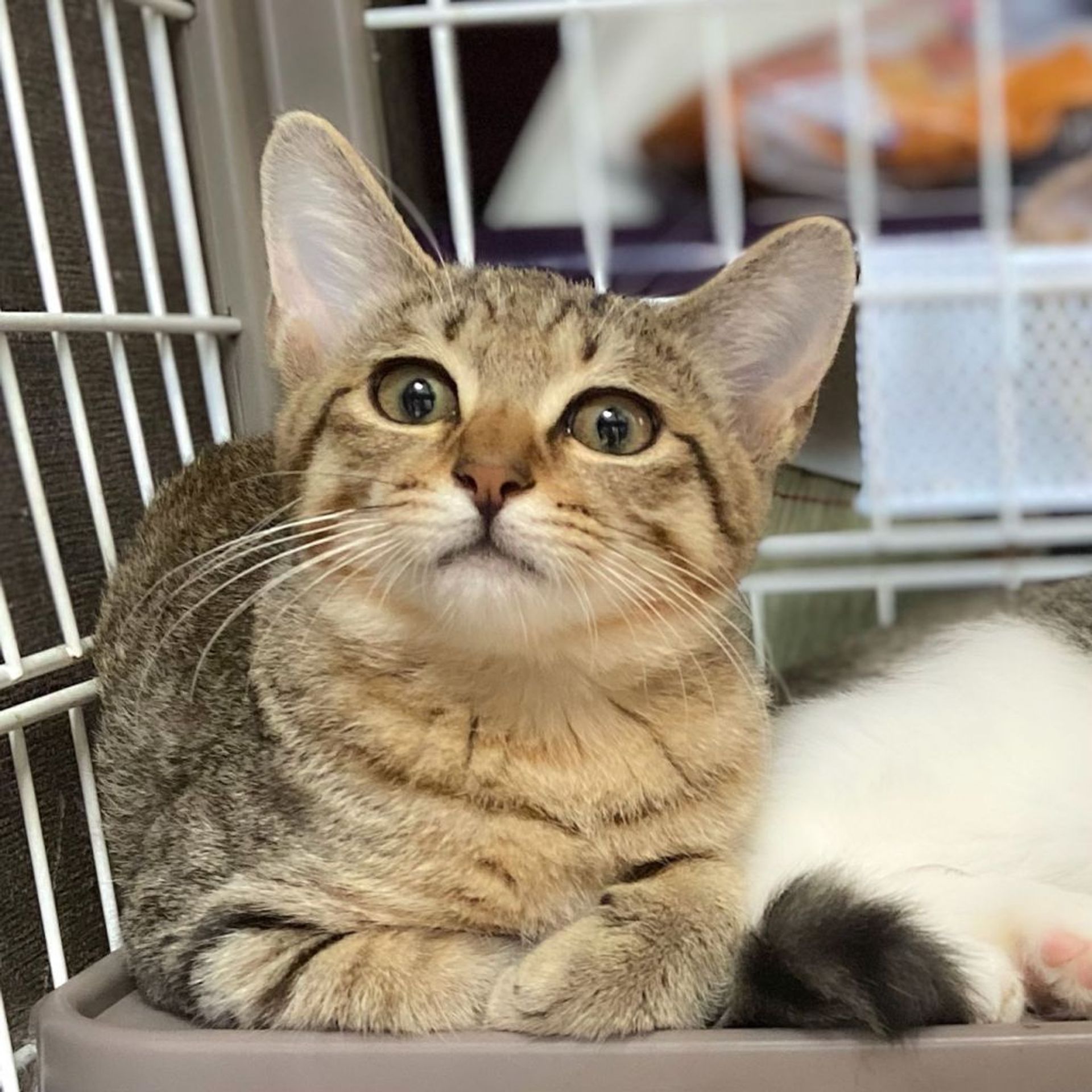 雑種（ミックス猫）・オスの里親募集の写真
