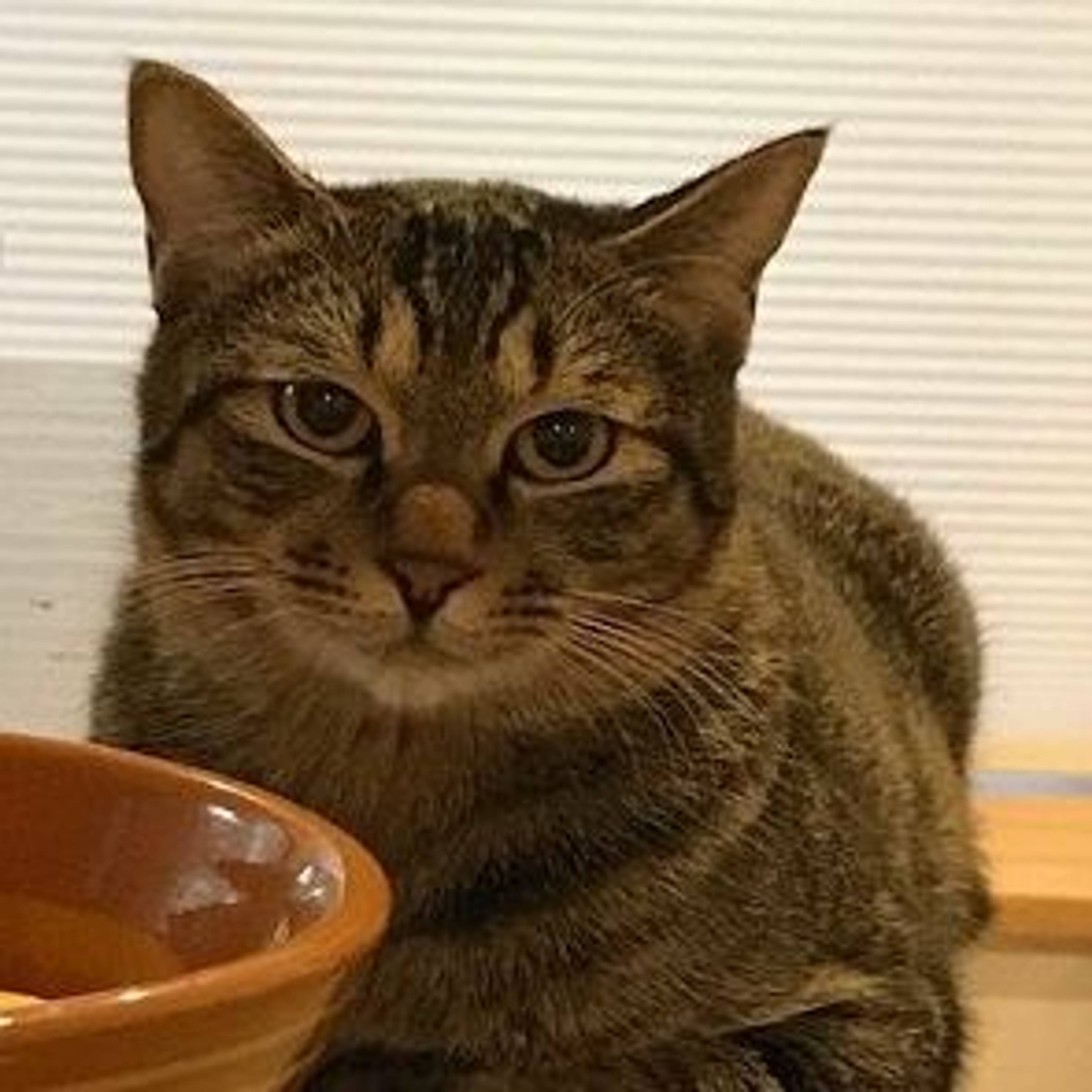 雑種（ミックス猫）・オスの里親募集の写真