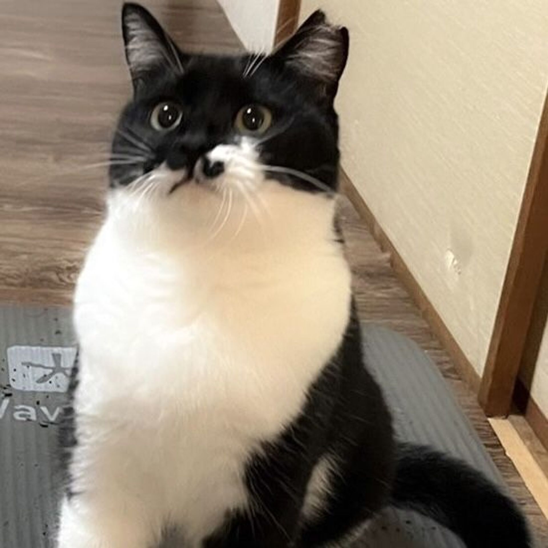 雑種（ミックス猫）・メスの里親募集の写真