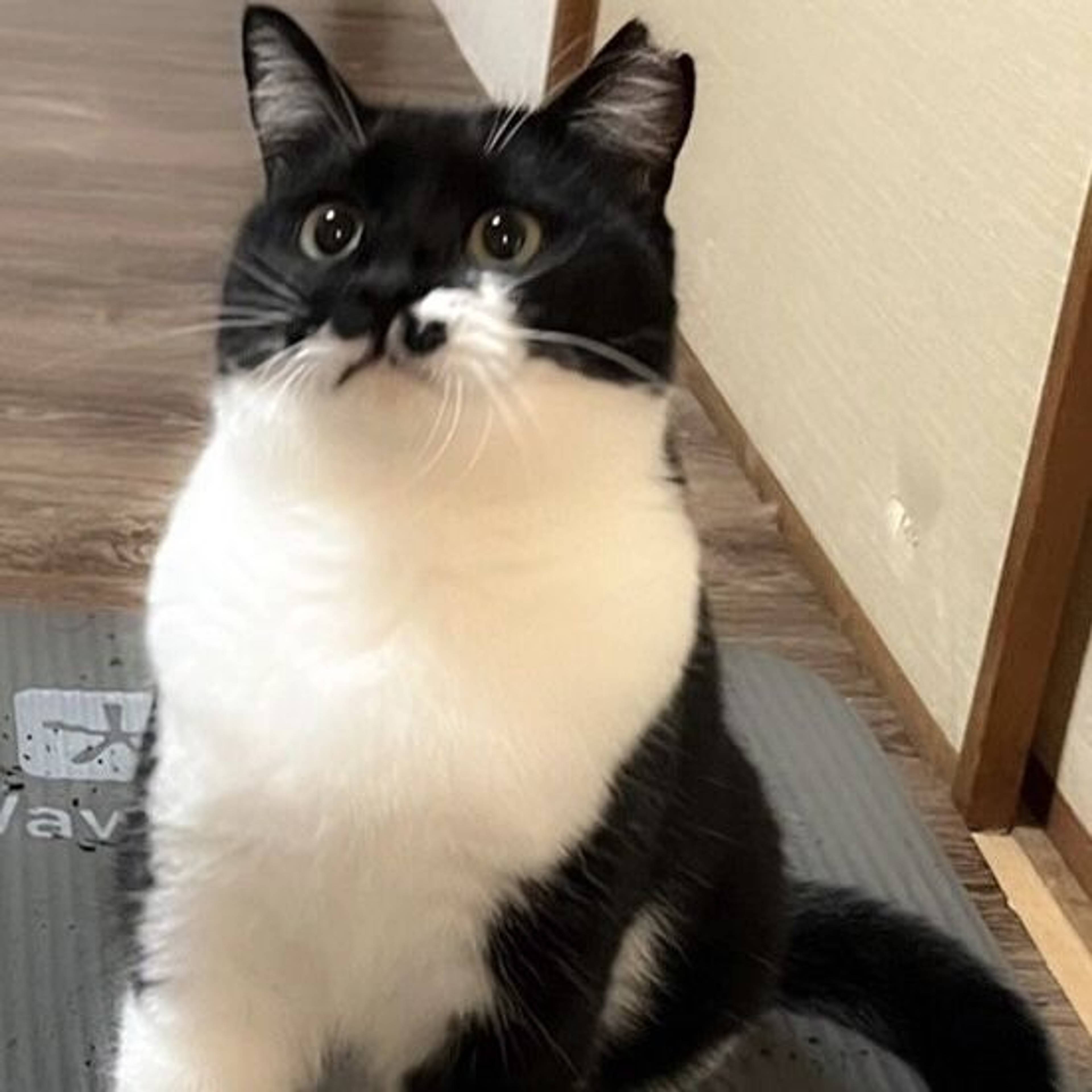 雑種（ミックス猫）・メスの里親募集の写真