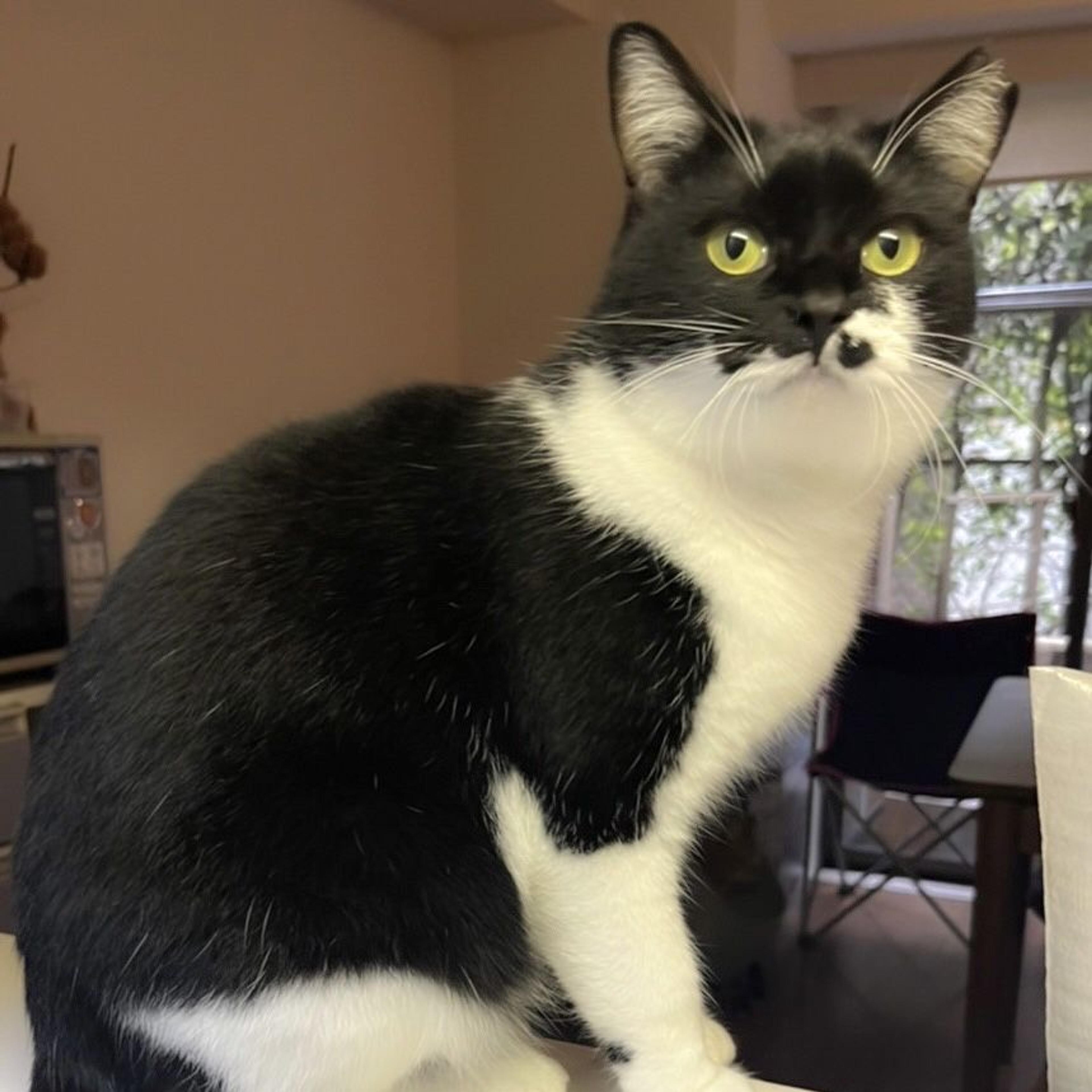 pet-image-2