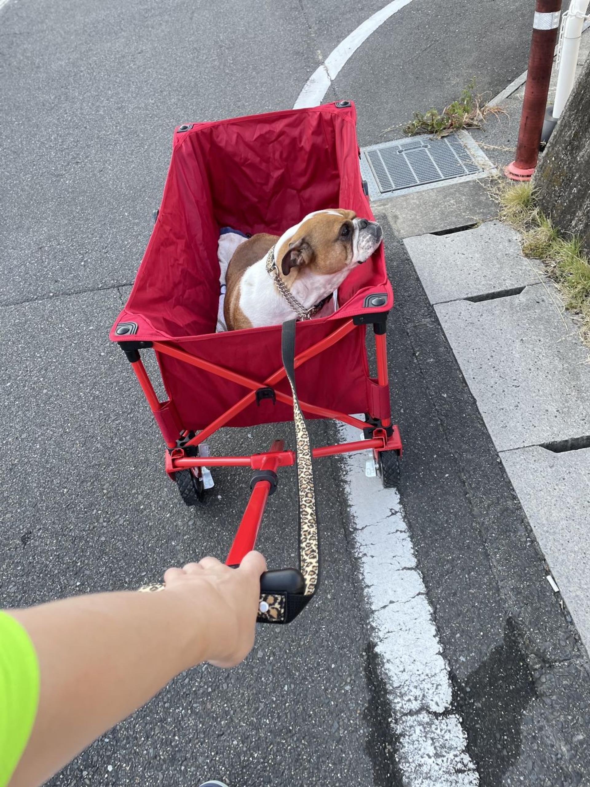 pet-image-2
