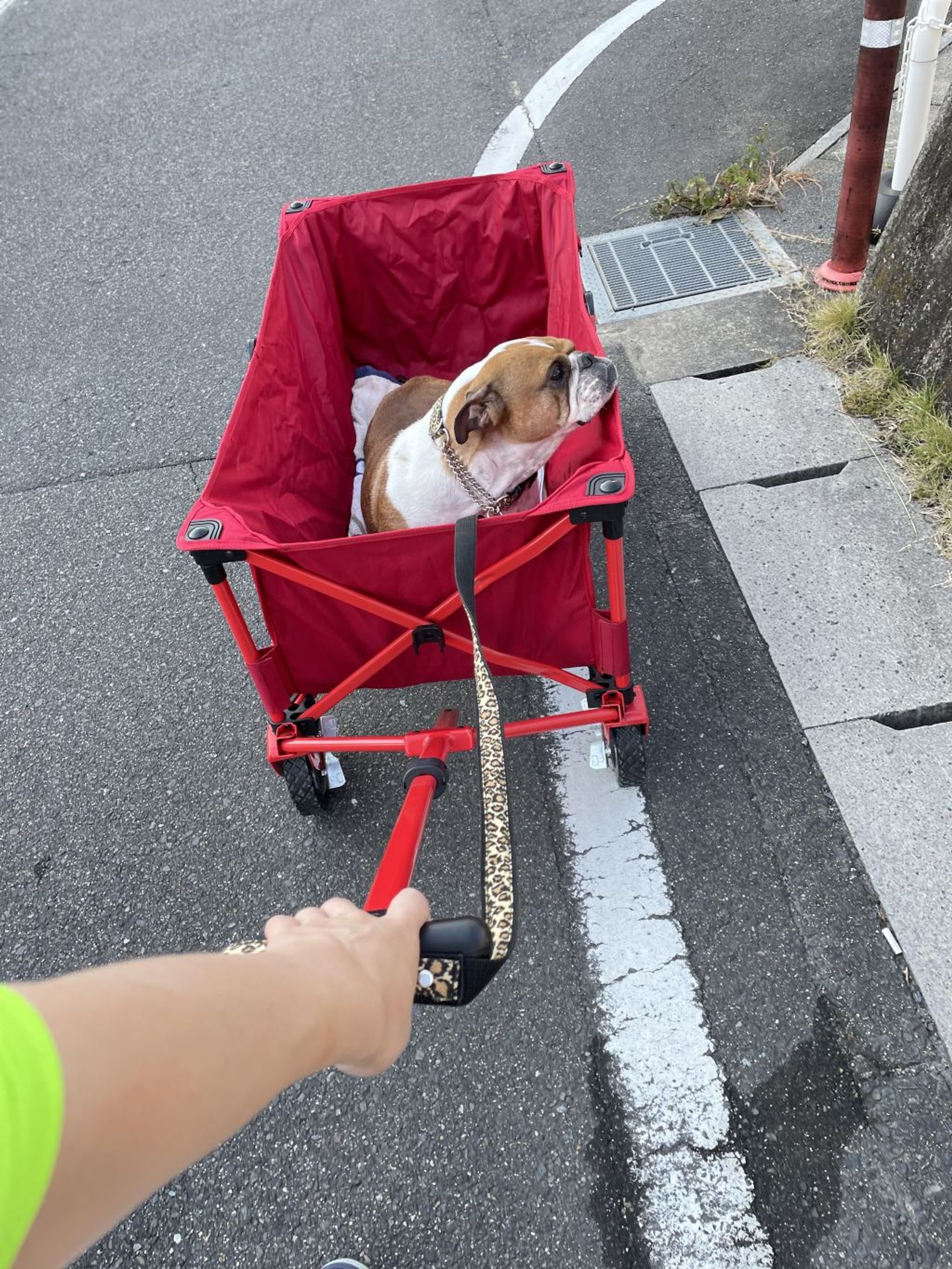 ブルドッグ・メスの里親募集の写真