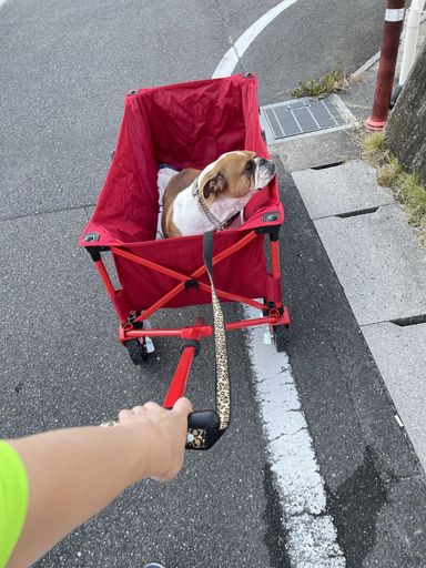さくら