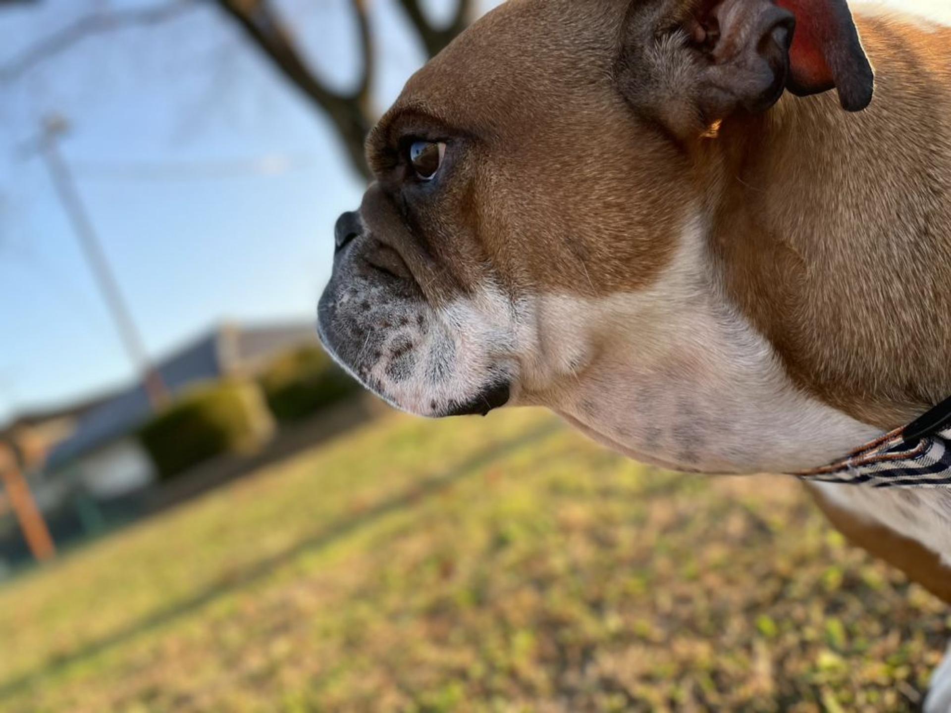 pet-image-6