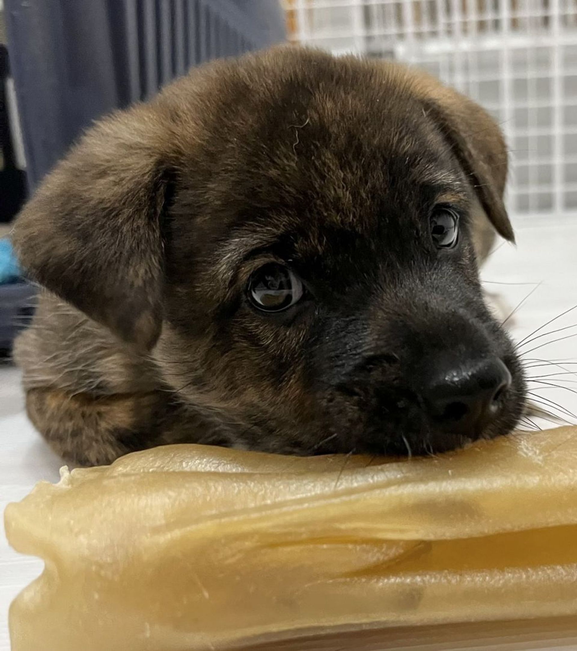 雑種（ミックス犬）・オスの里親募集の写真