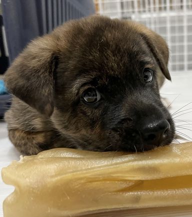 ミックス子犬の男の子 あーたんの写真