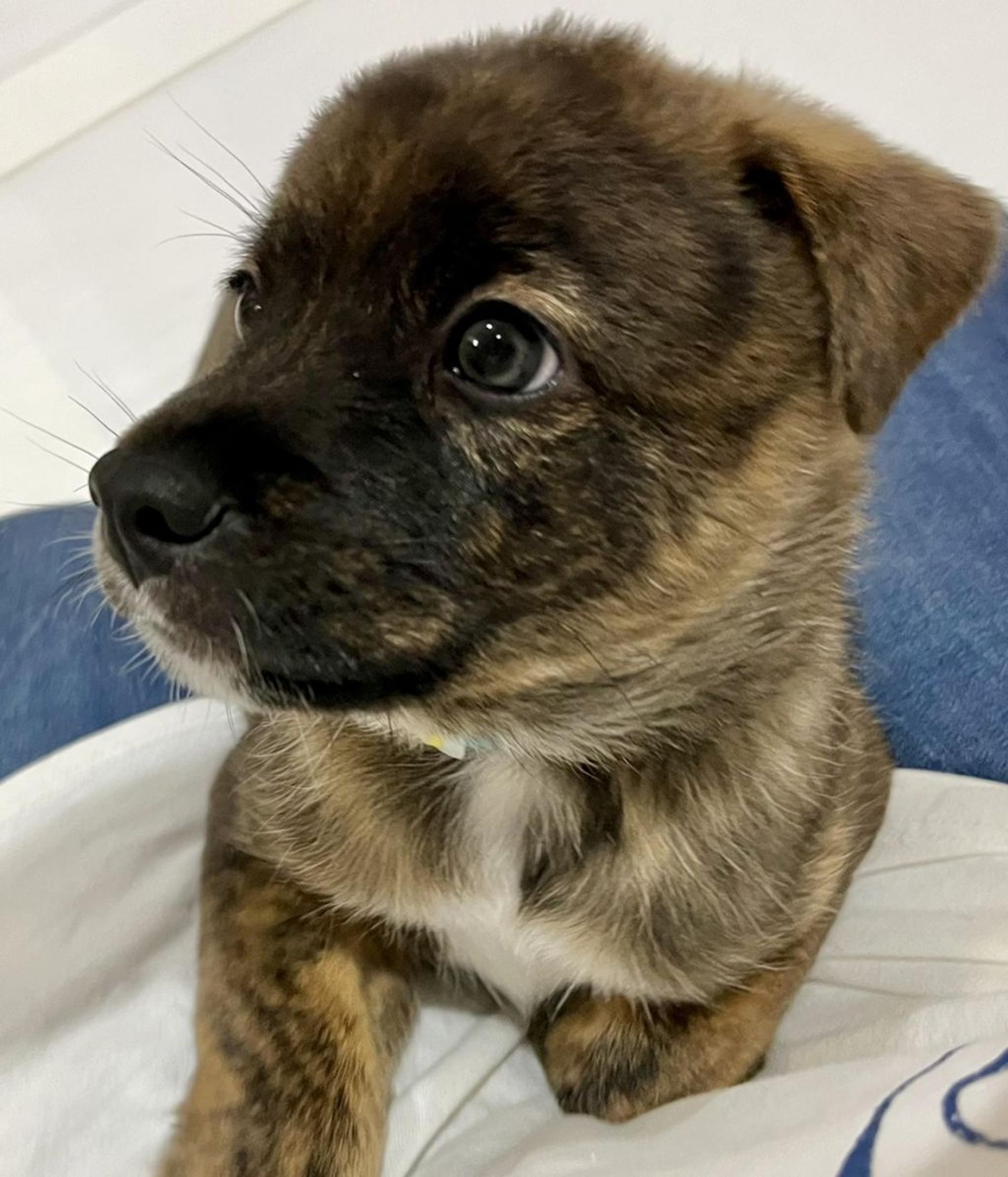pet-image-2