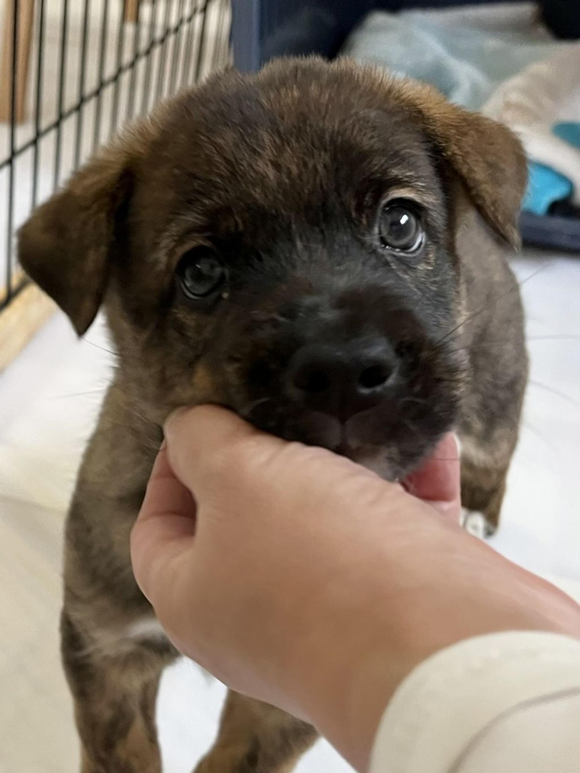 pet-image-3