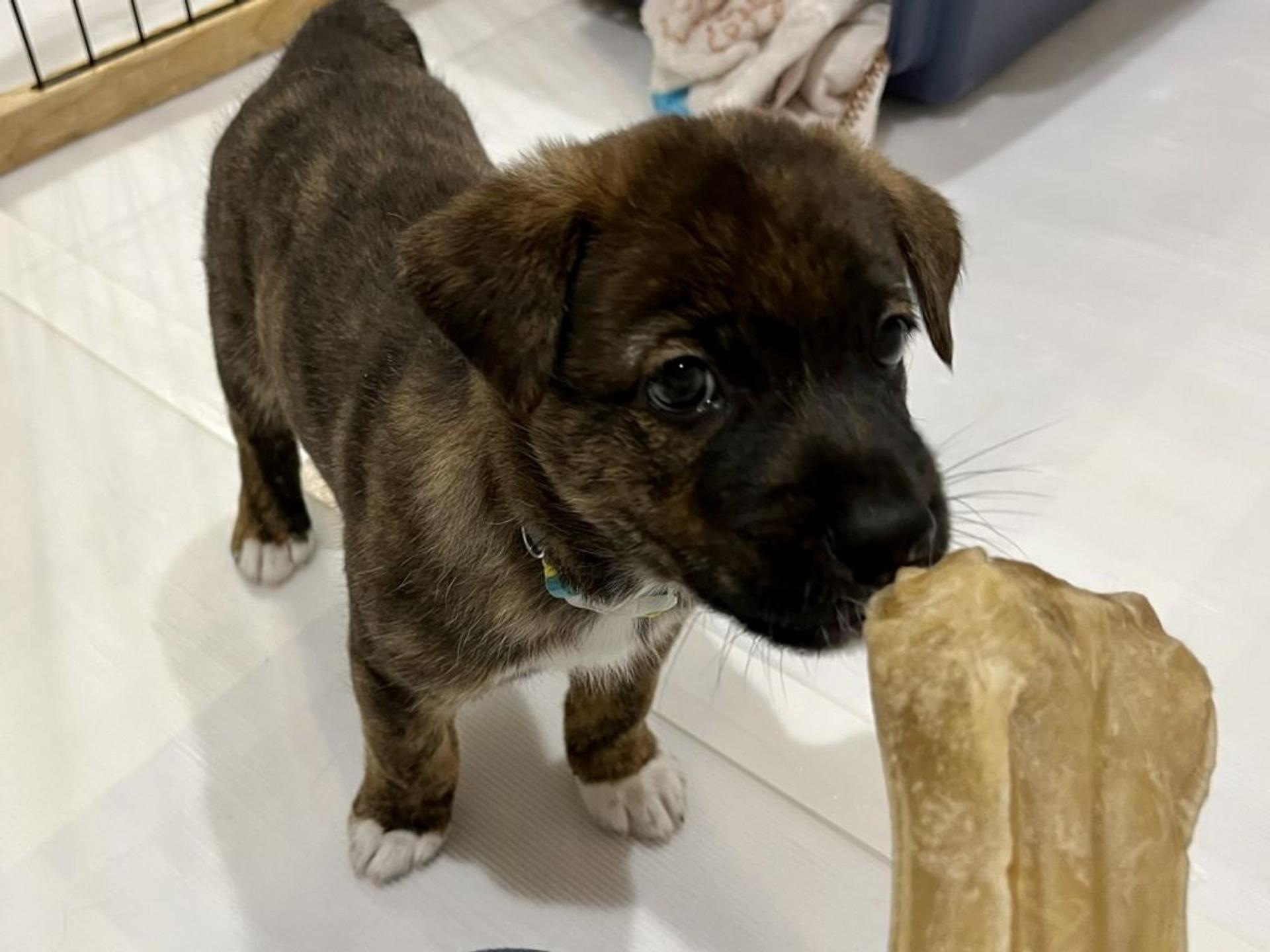 pet-image-4