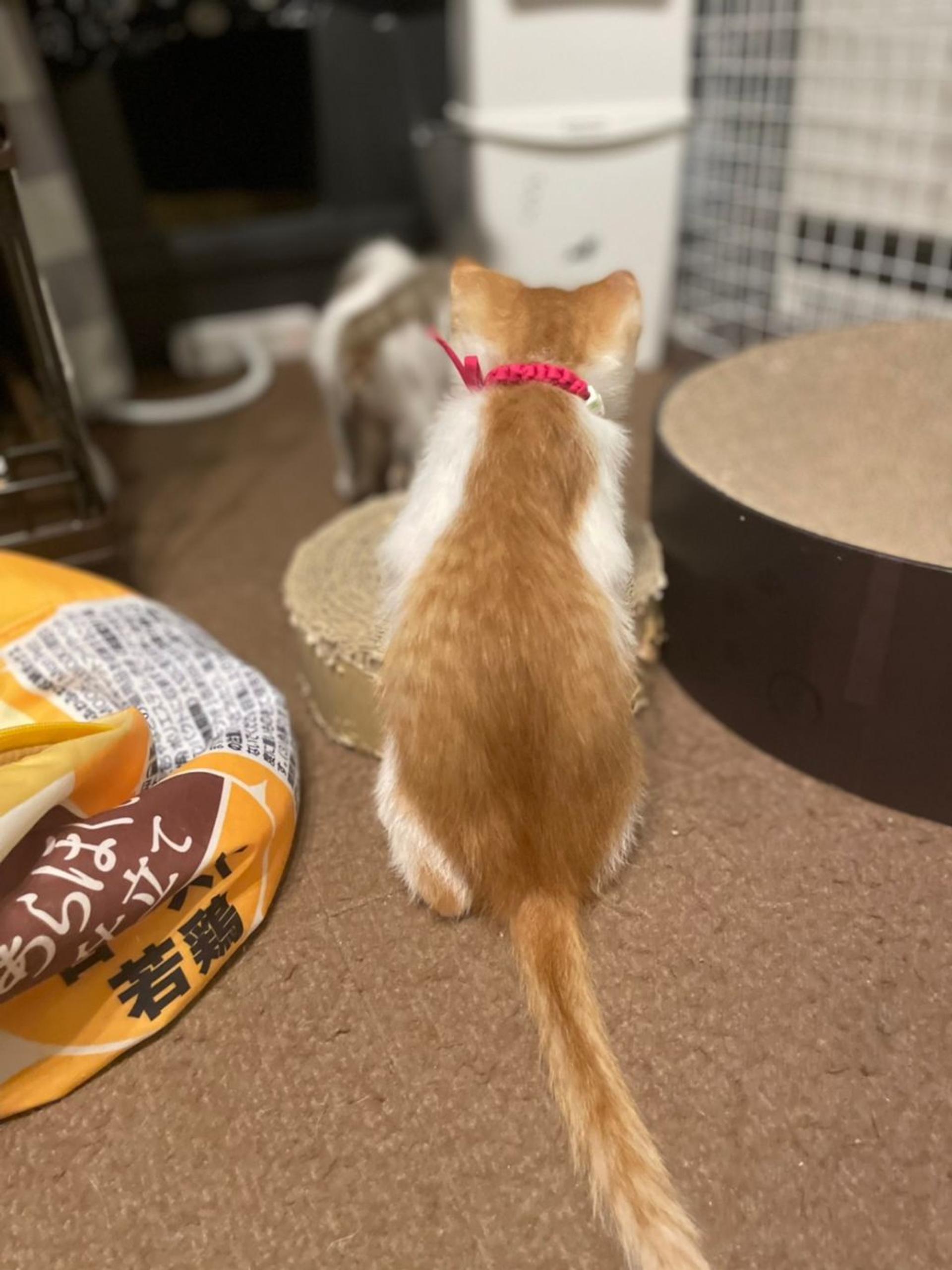 pet-image-4