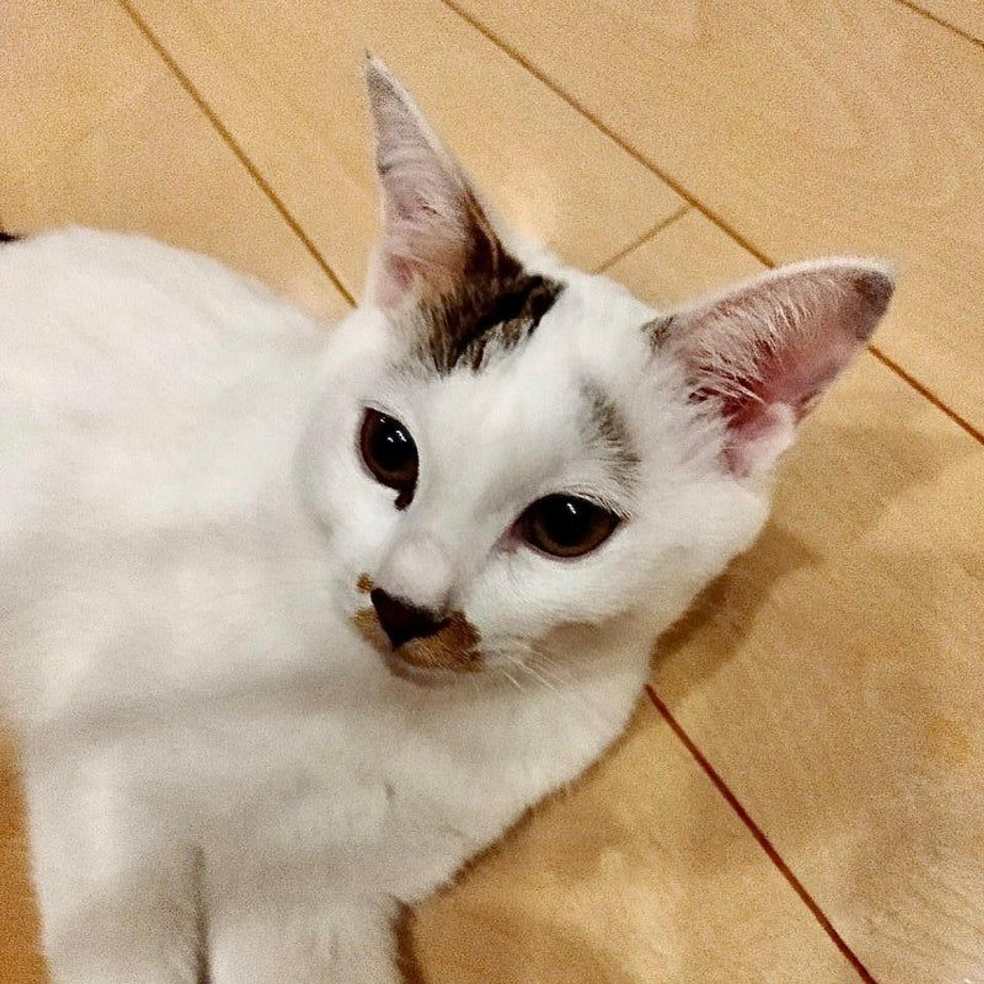pet-image-3