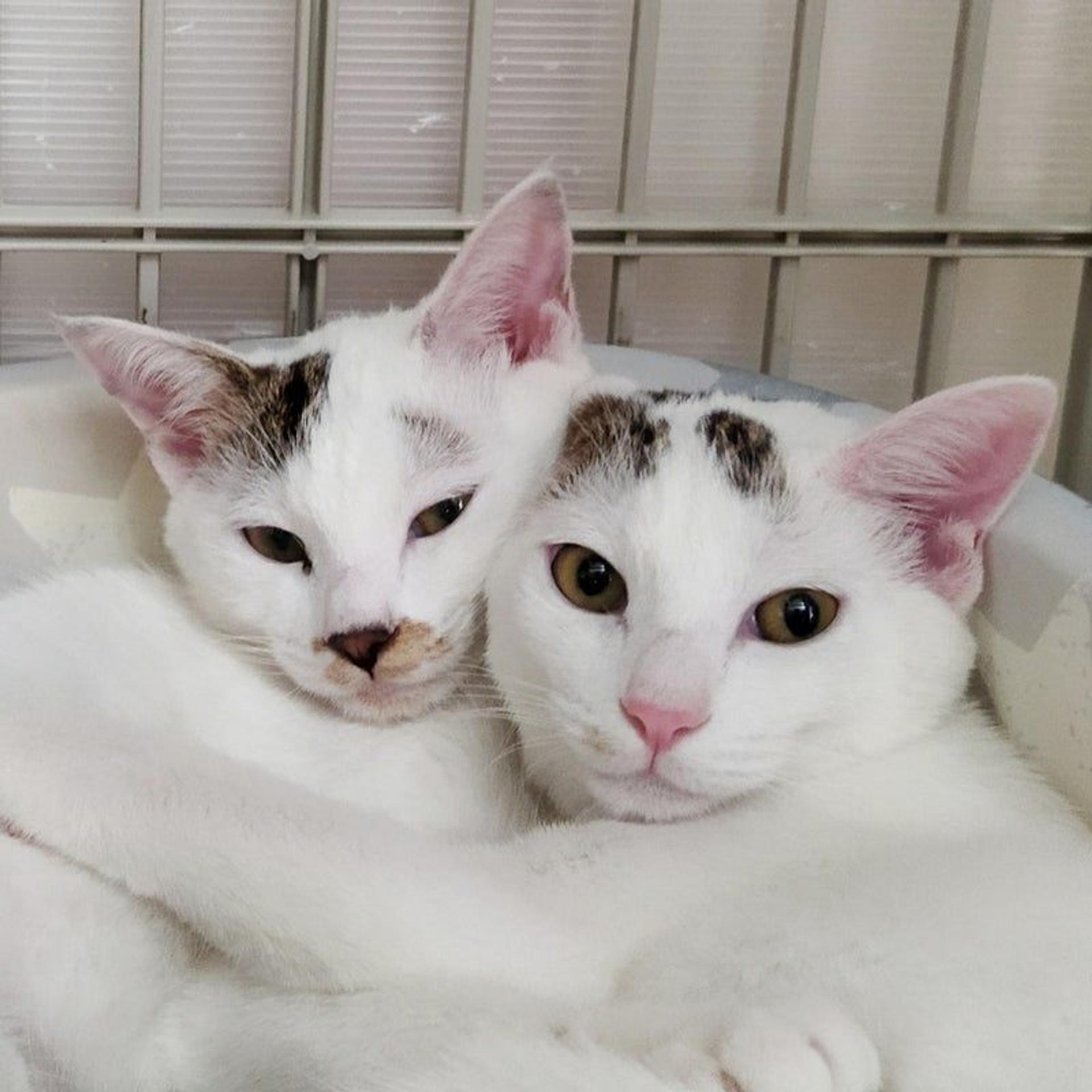 pet-image-8