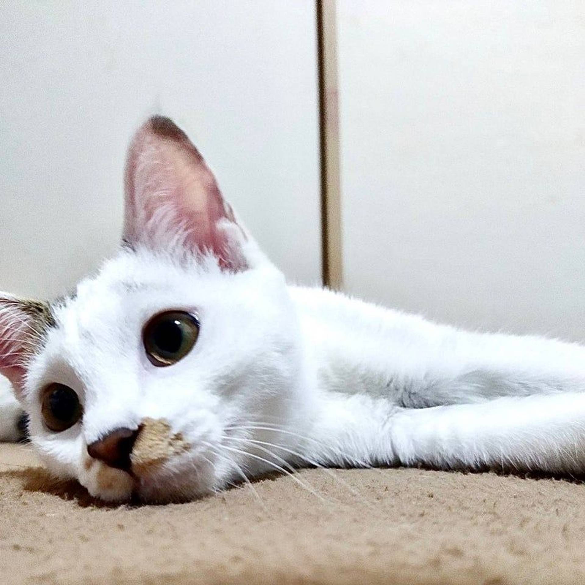 雑種（ミックス猫）・メスの里親募集の写真