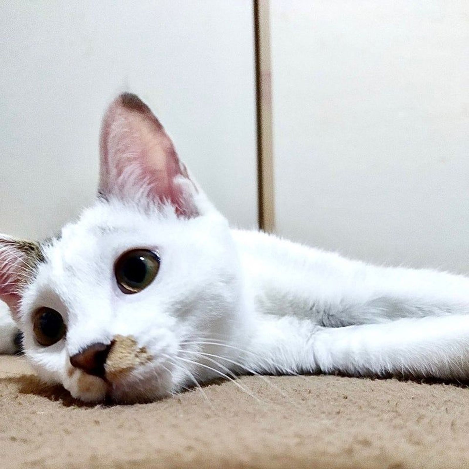 雑種（ミックス猫）・メスの里親募集の写真