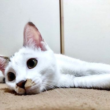 のんの写真