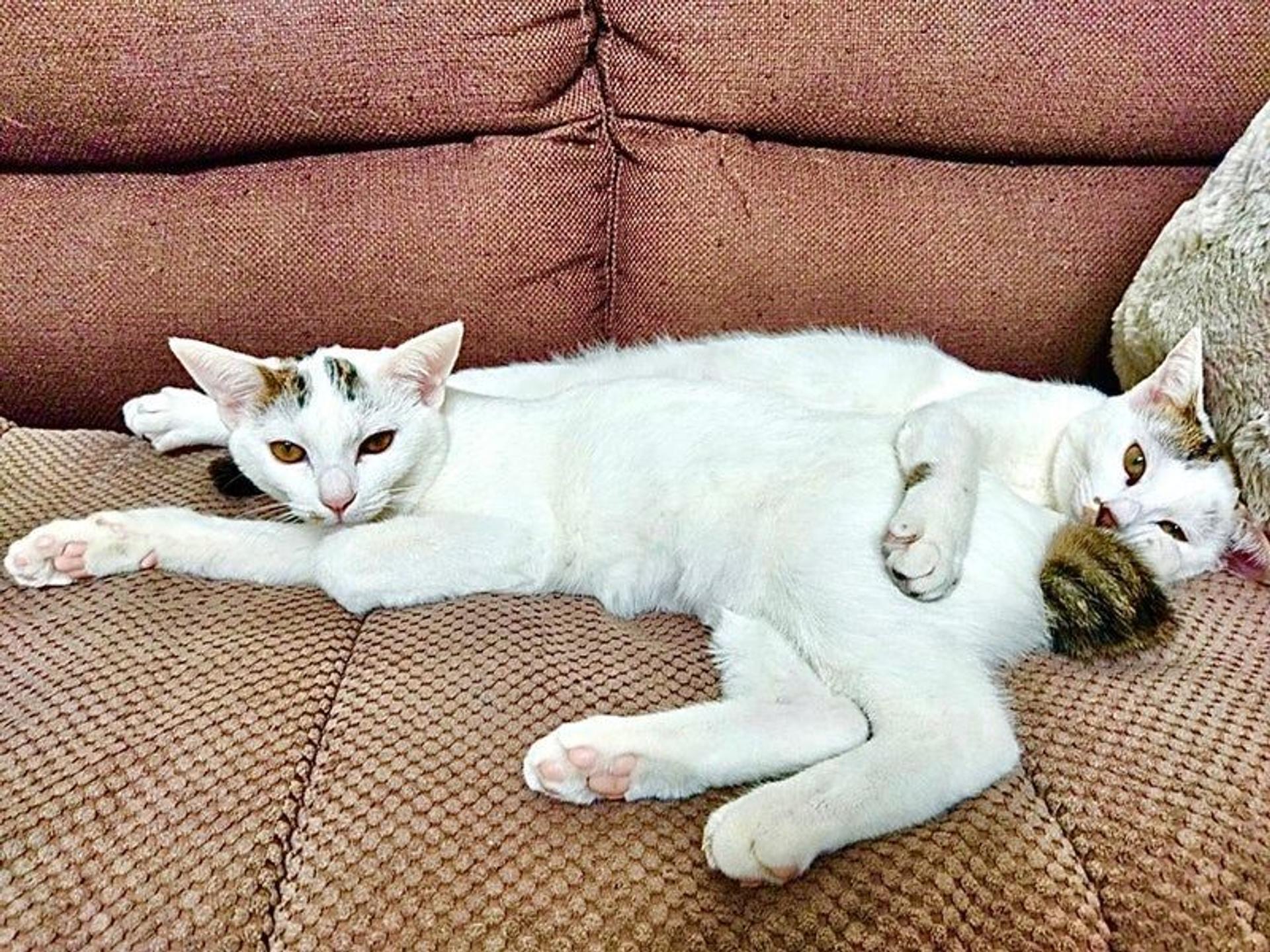 pet-image-4