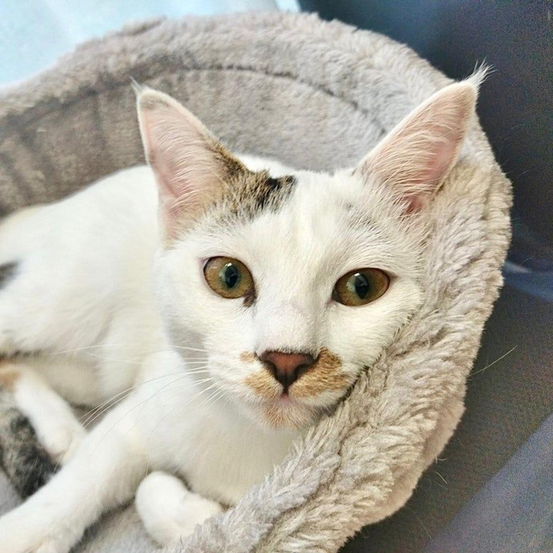 pet-image-6