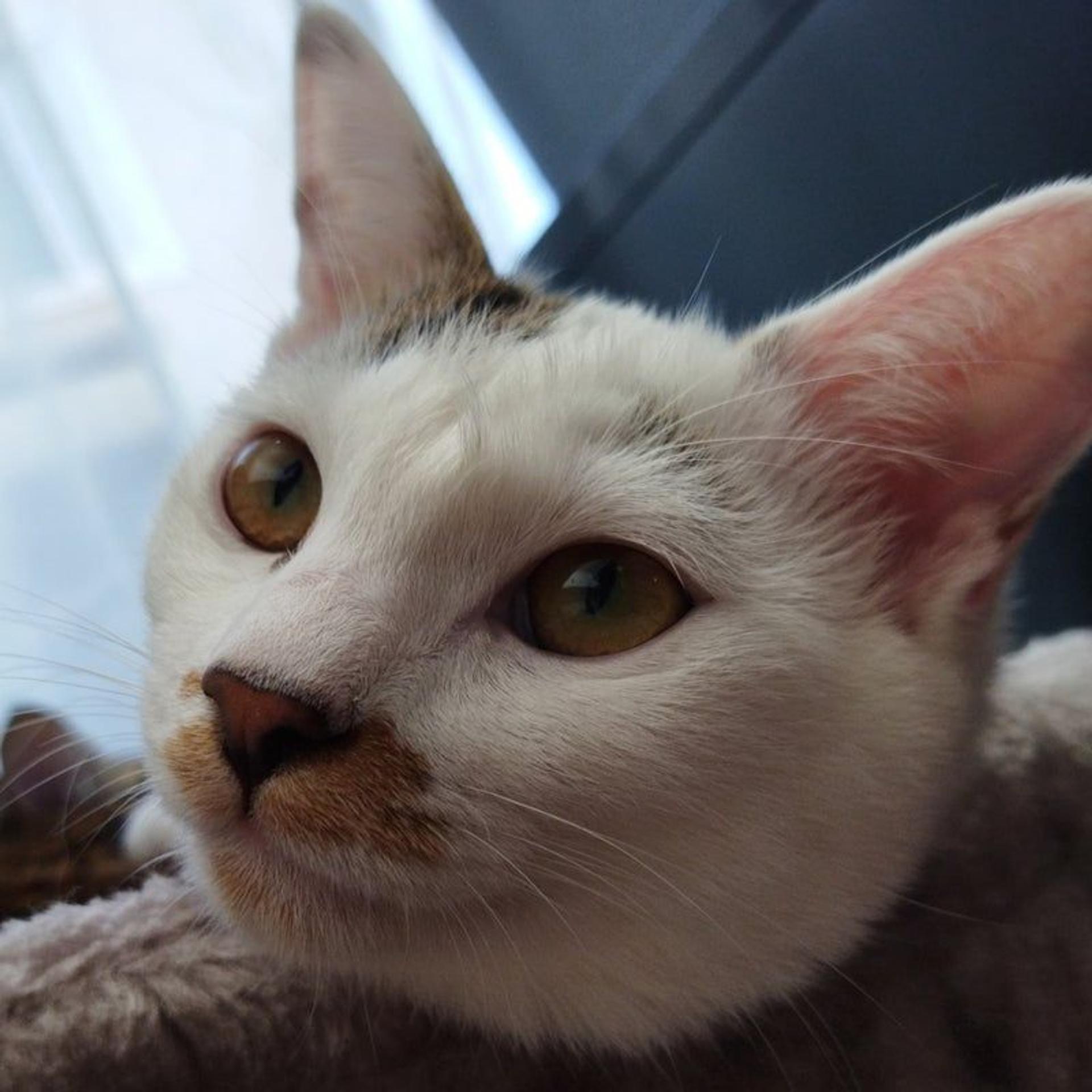 pet-image-2