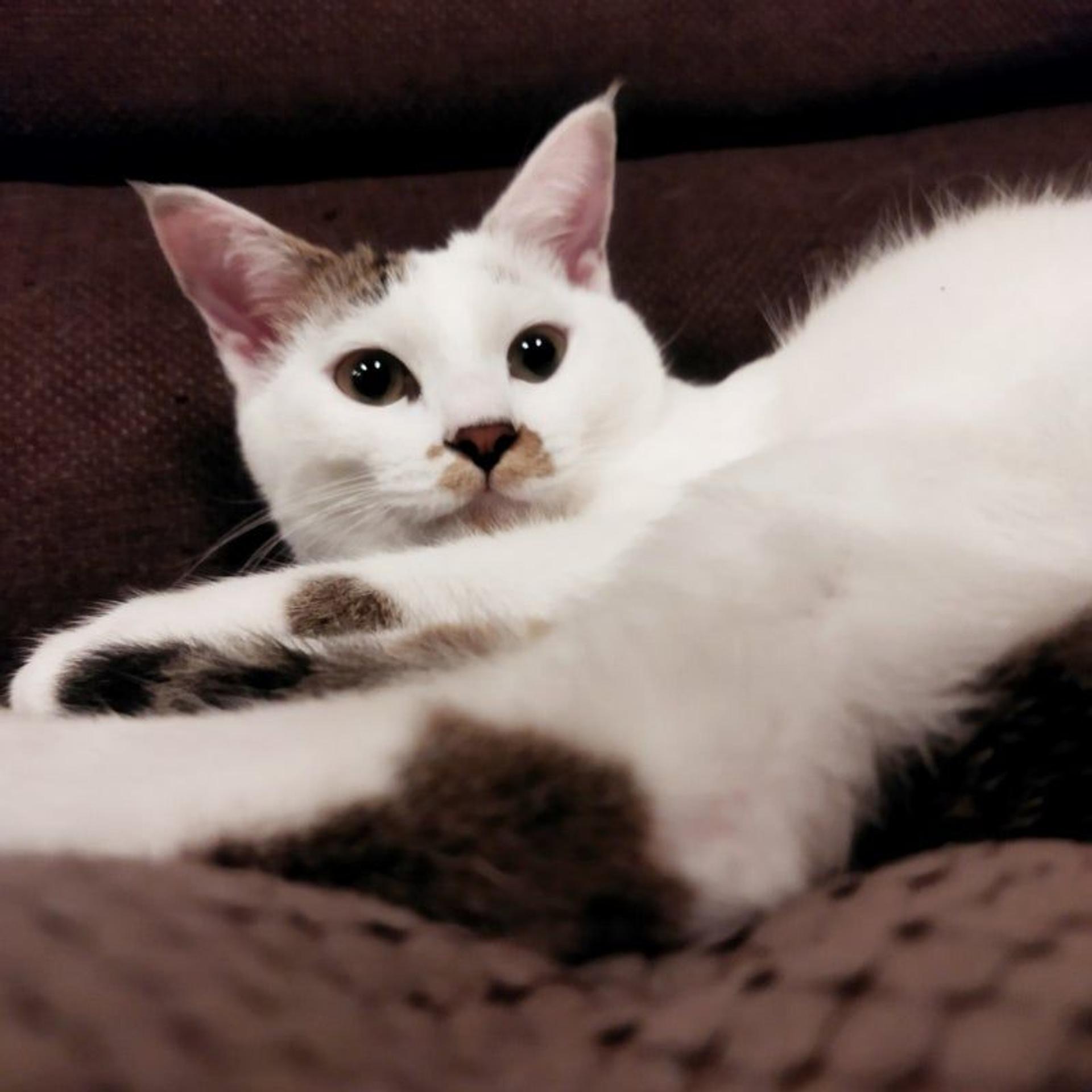 pet-image-7