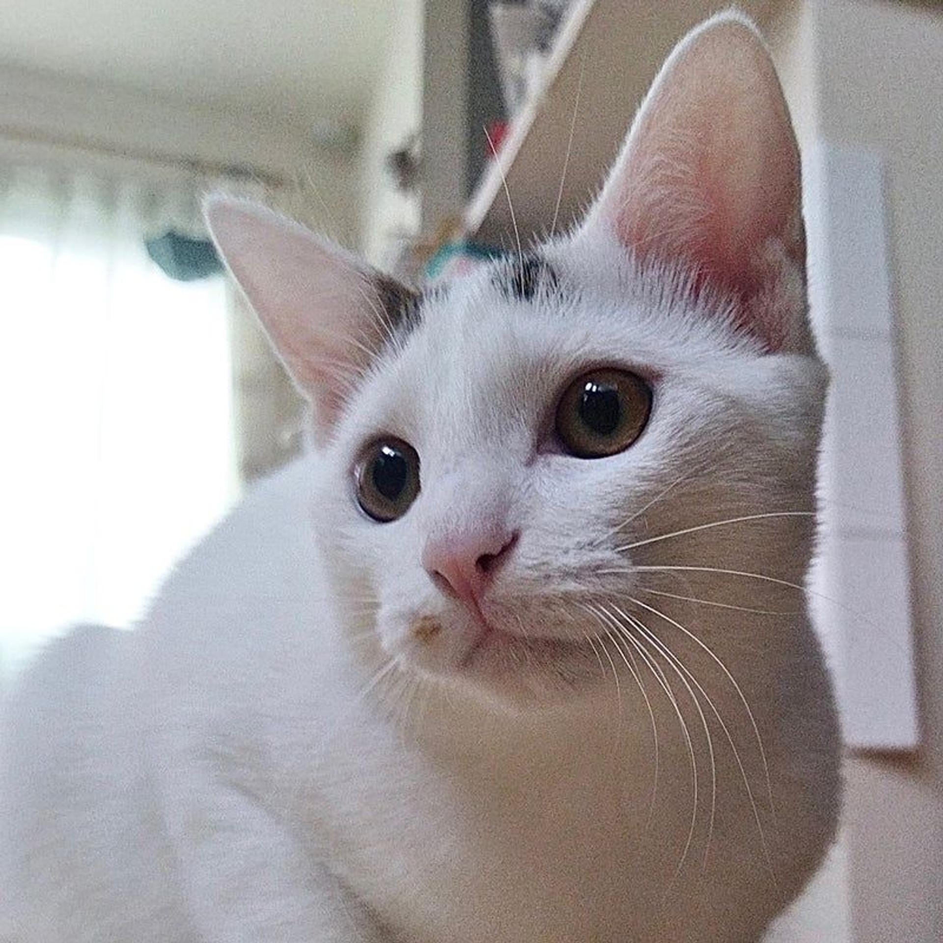 pet-image-8