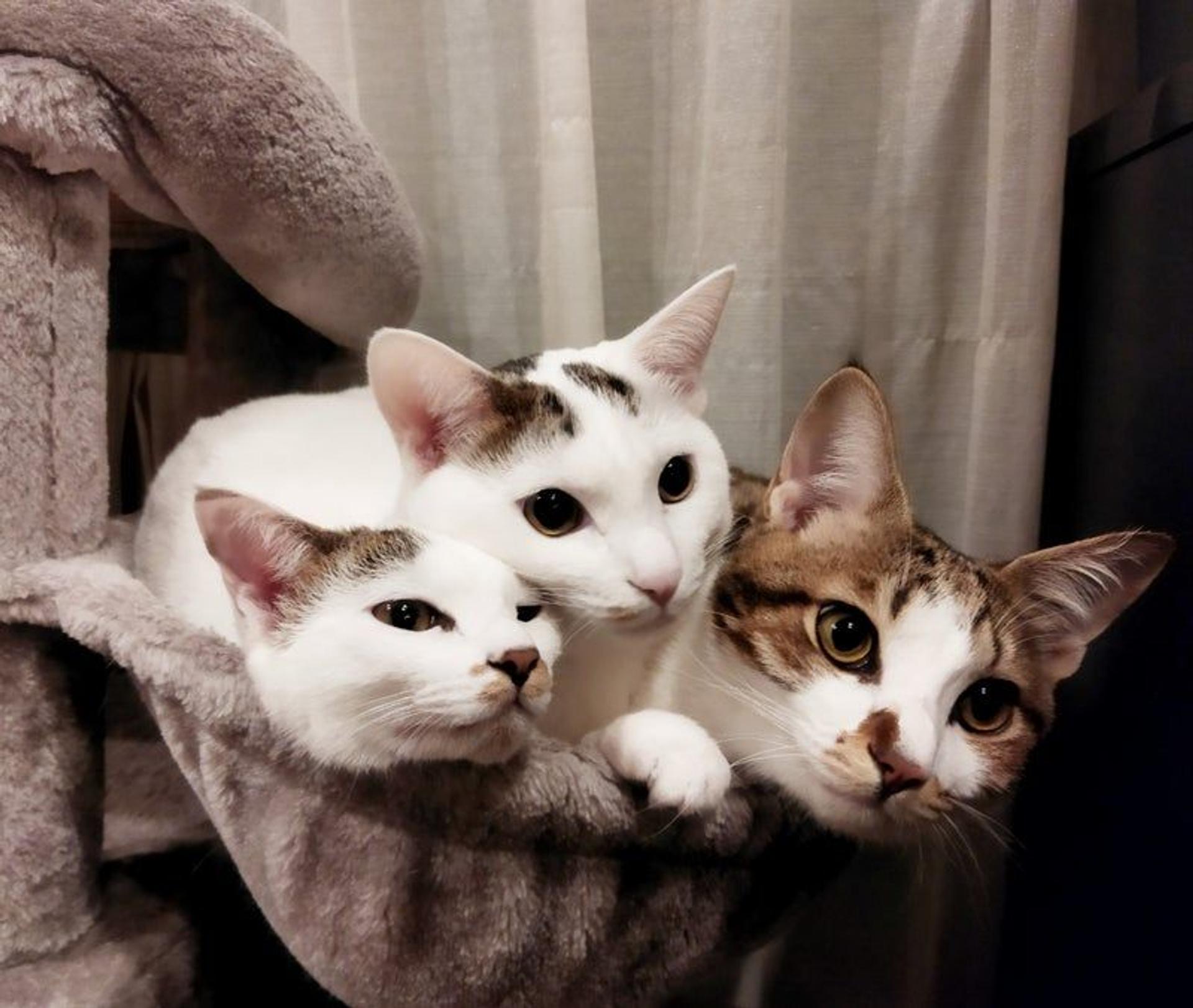 pet-image-3