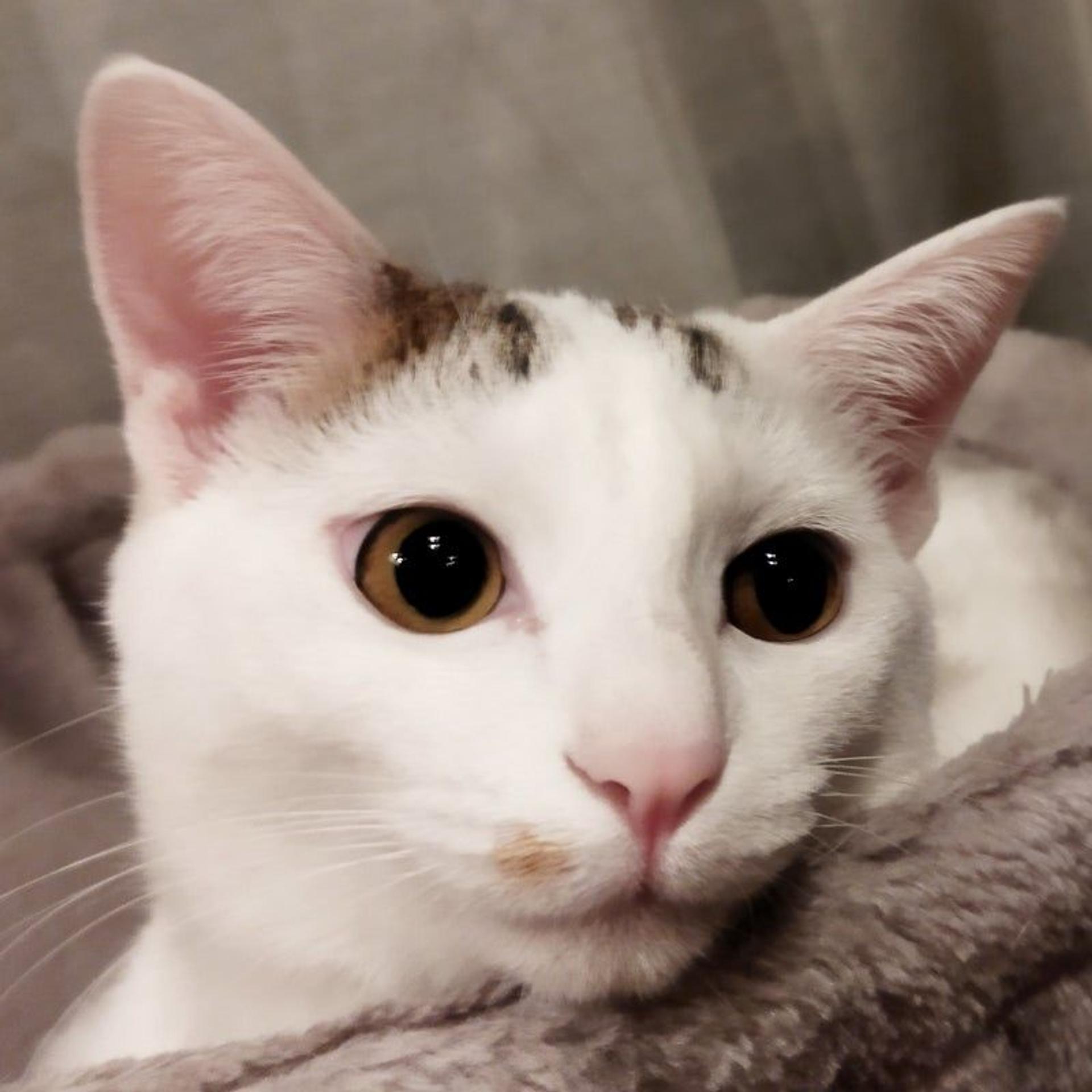 pet-image-4