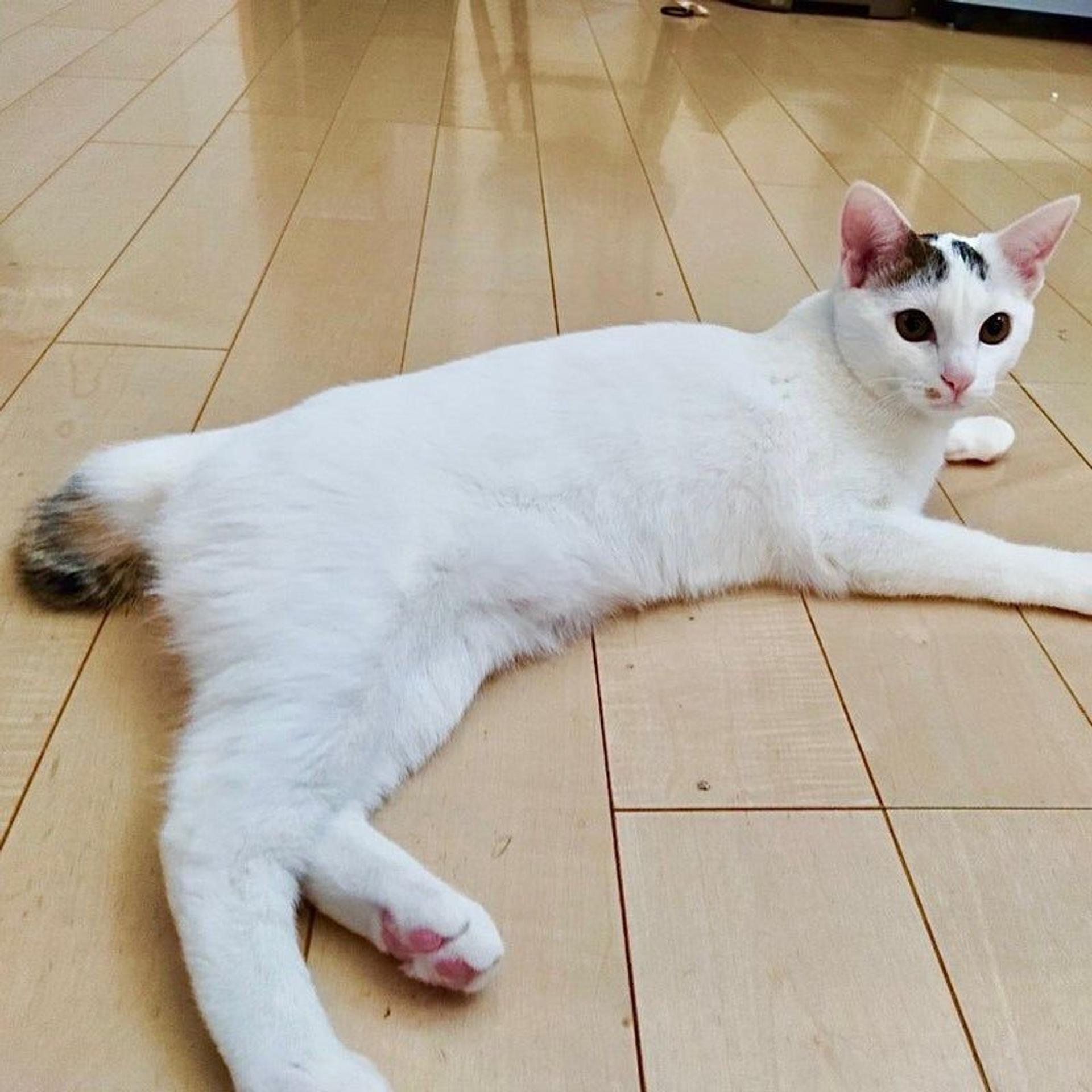 pet-image-5