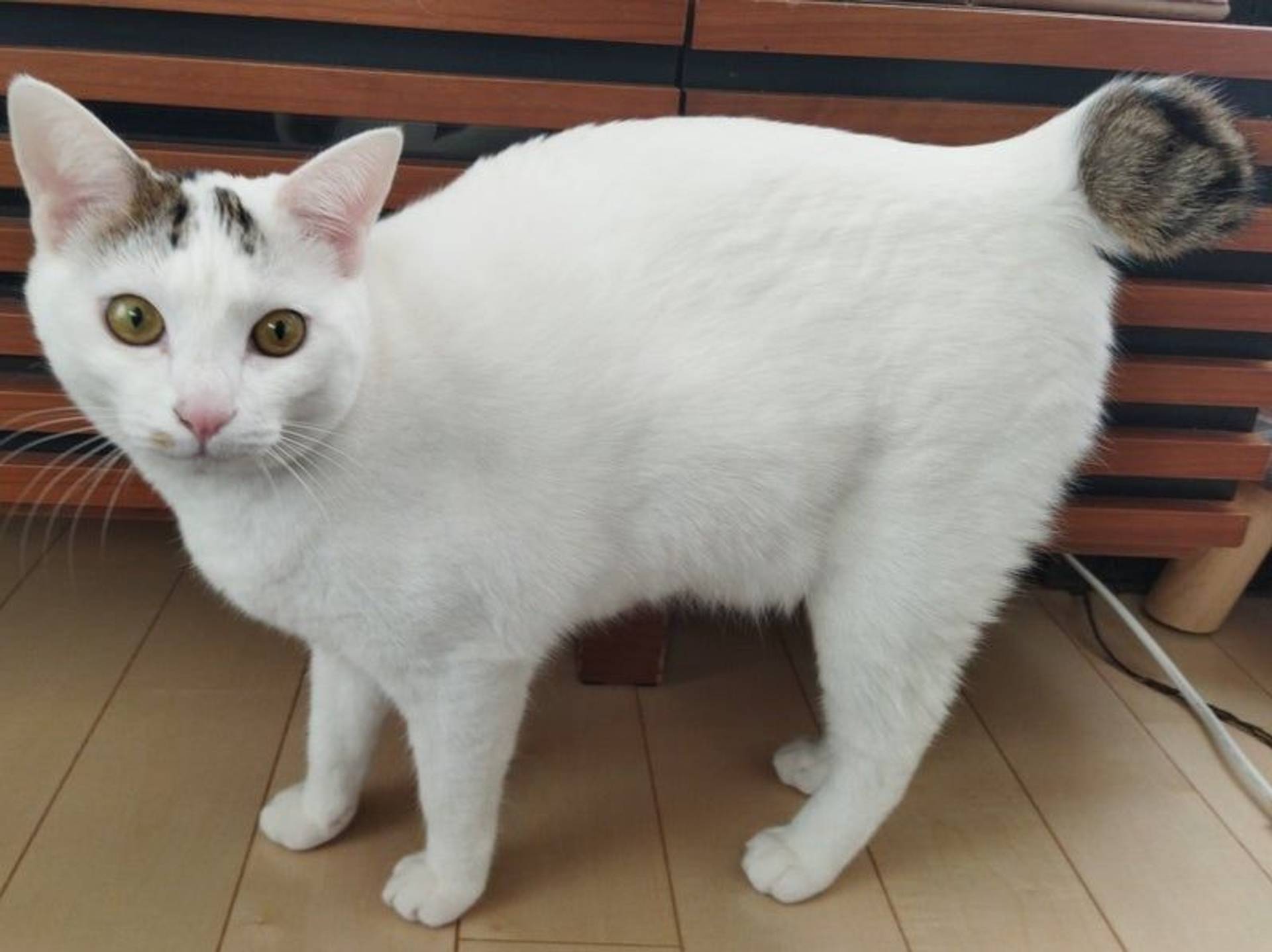 雑種（ミックス猫）・メスの里親募集の写真