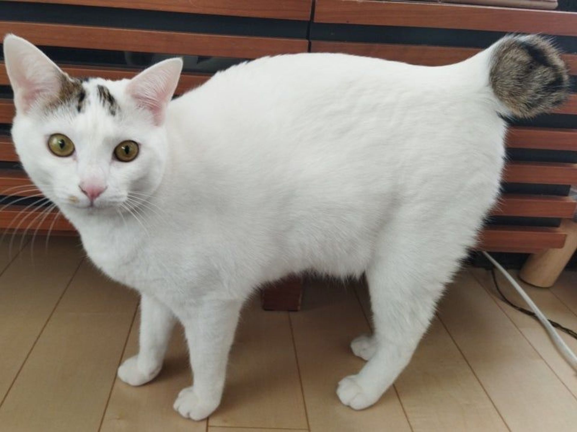 雑種（ミックス猫）・メスの里親募集の写真