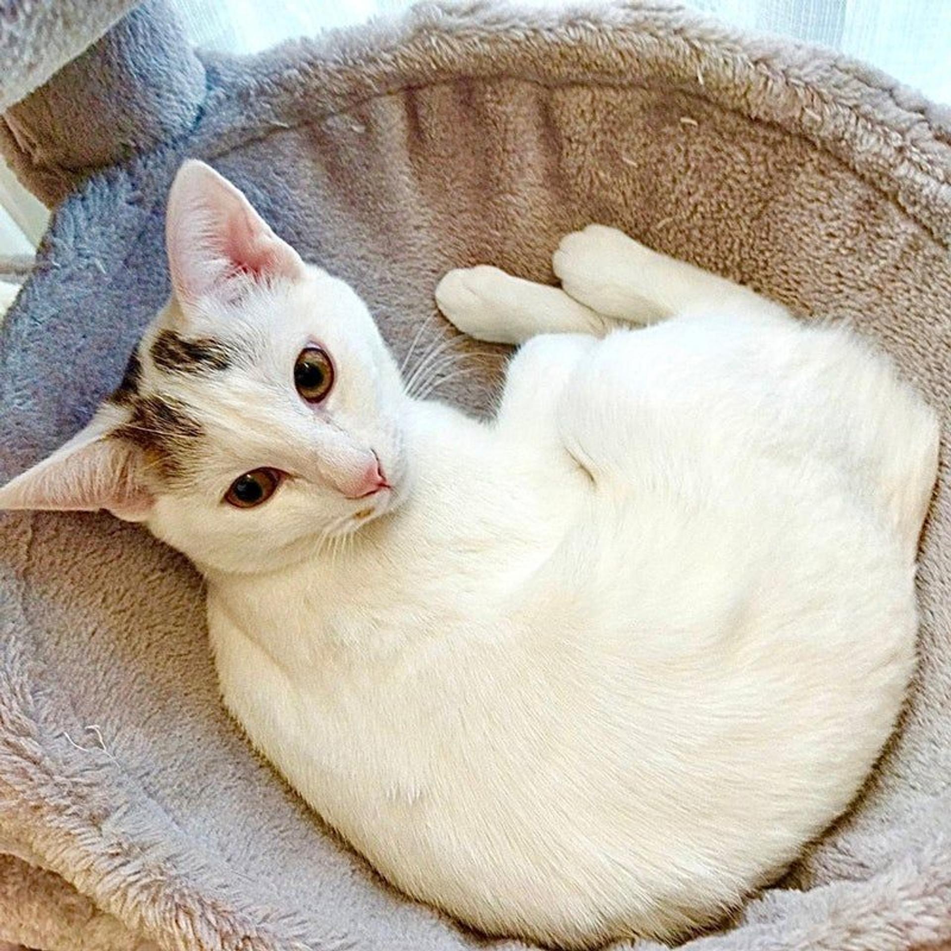 pet-image-6