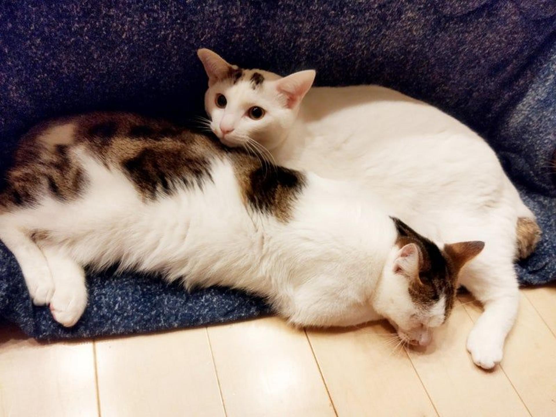 pet-image-2