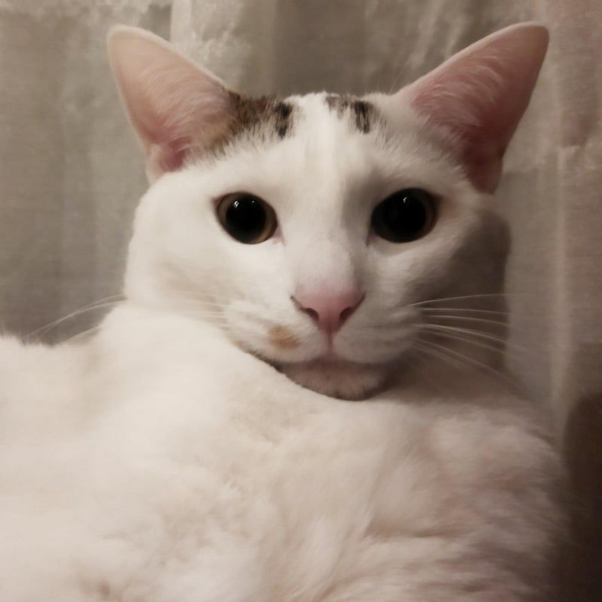 pet-image-7