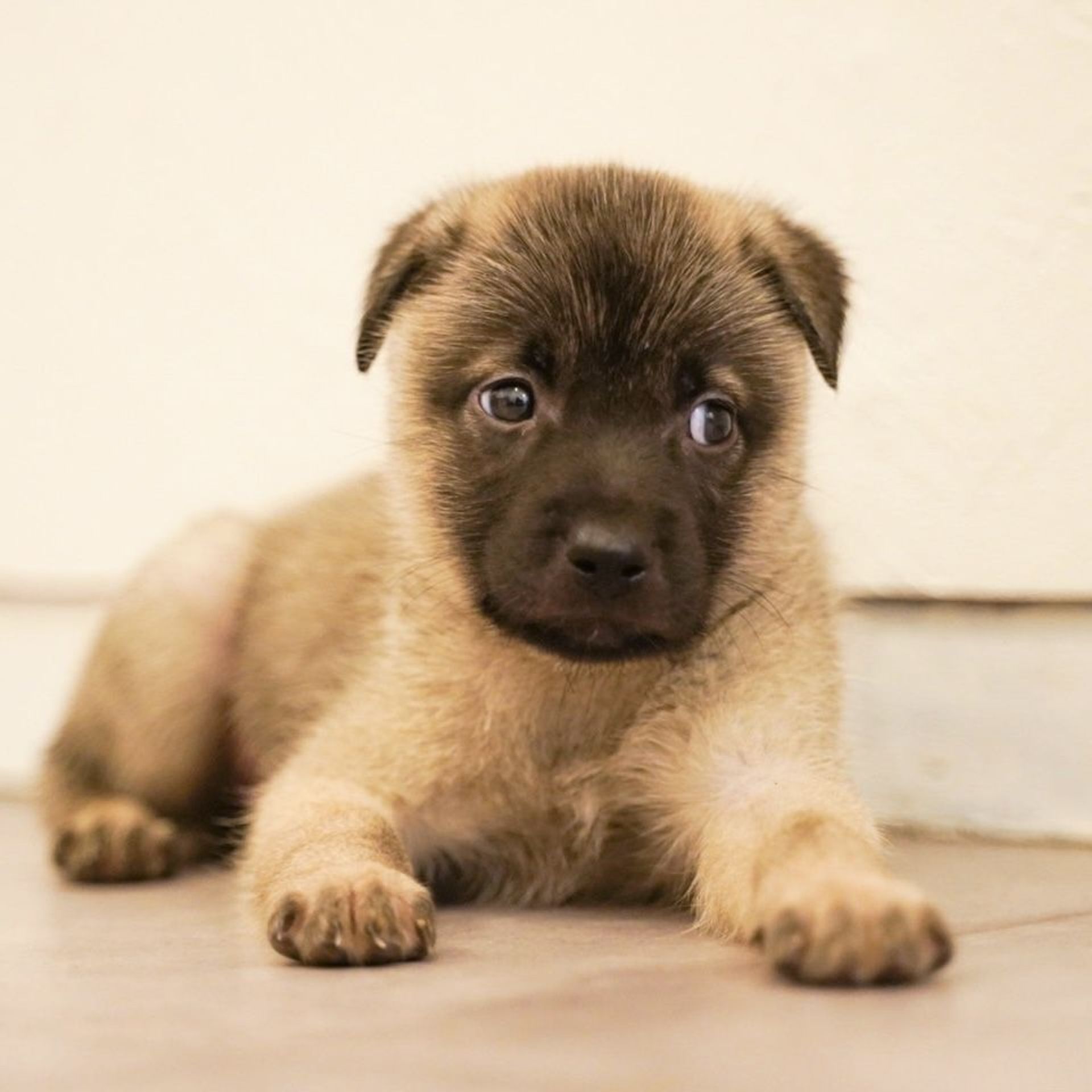 雑種（ミックス犬）・オスの里親募集の写真