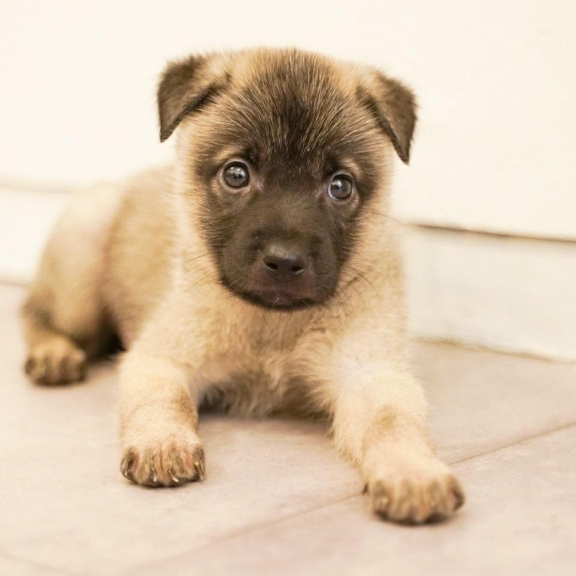 pet-image-4