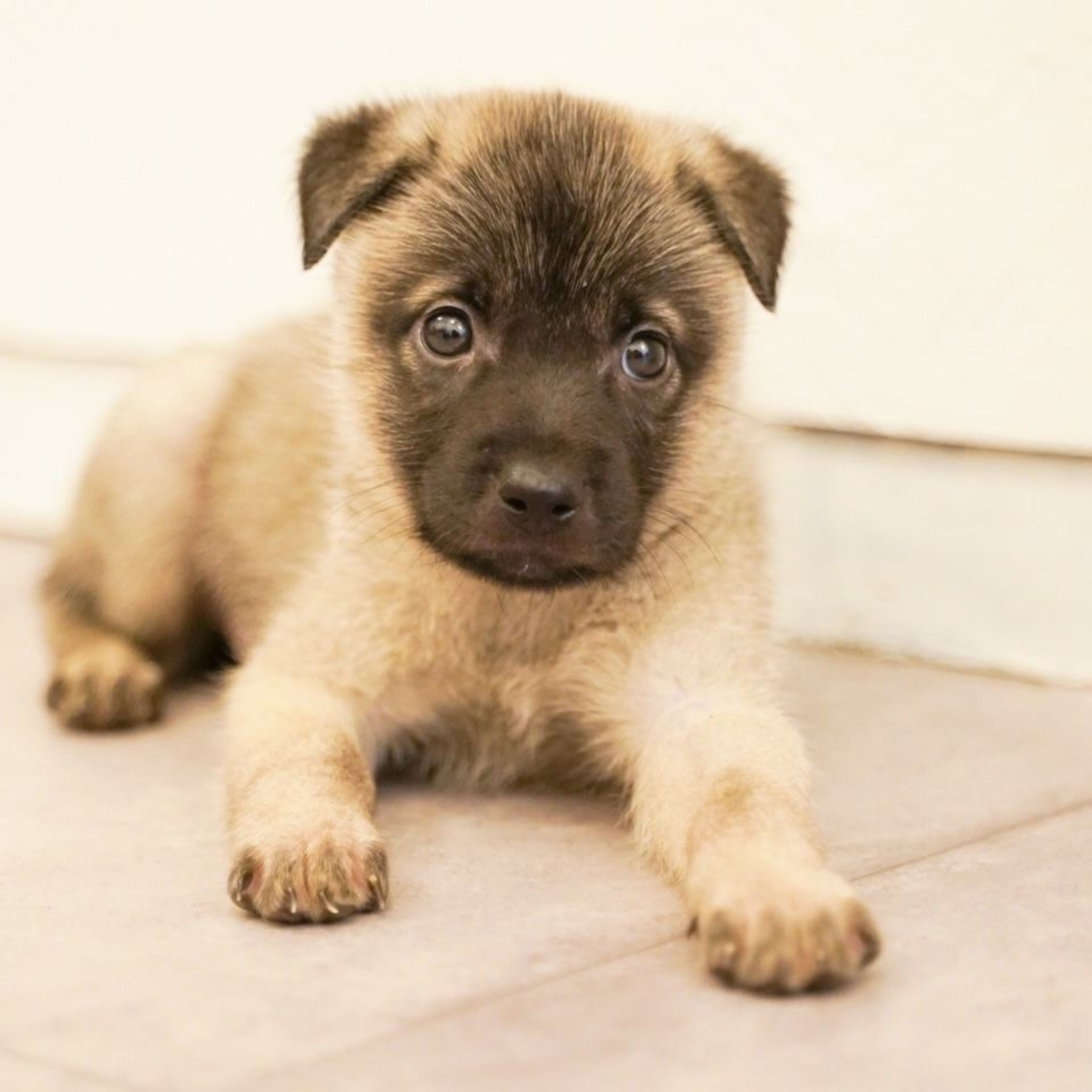 pet-image-4