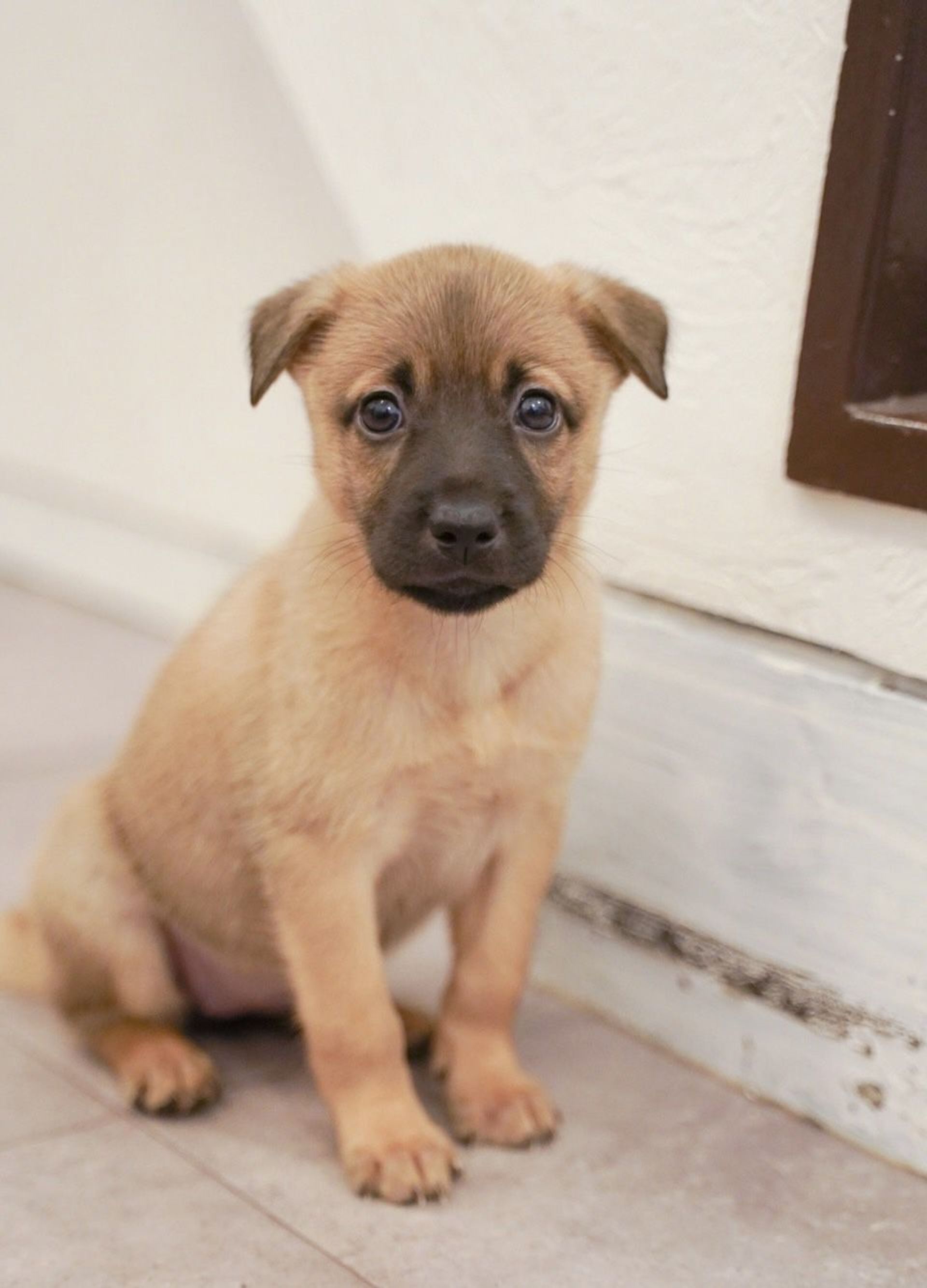 雑種（ミックス犬）・メスの里親募集の写真
